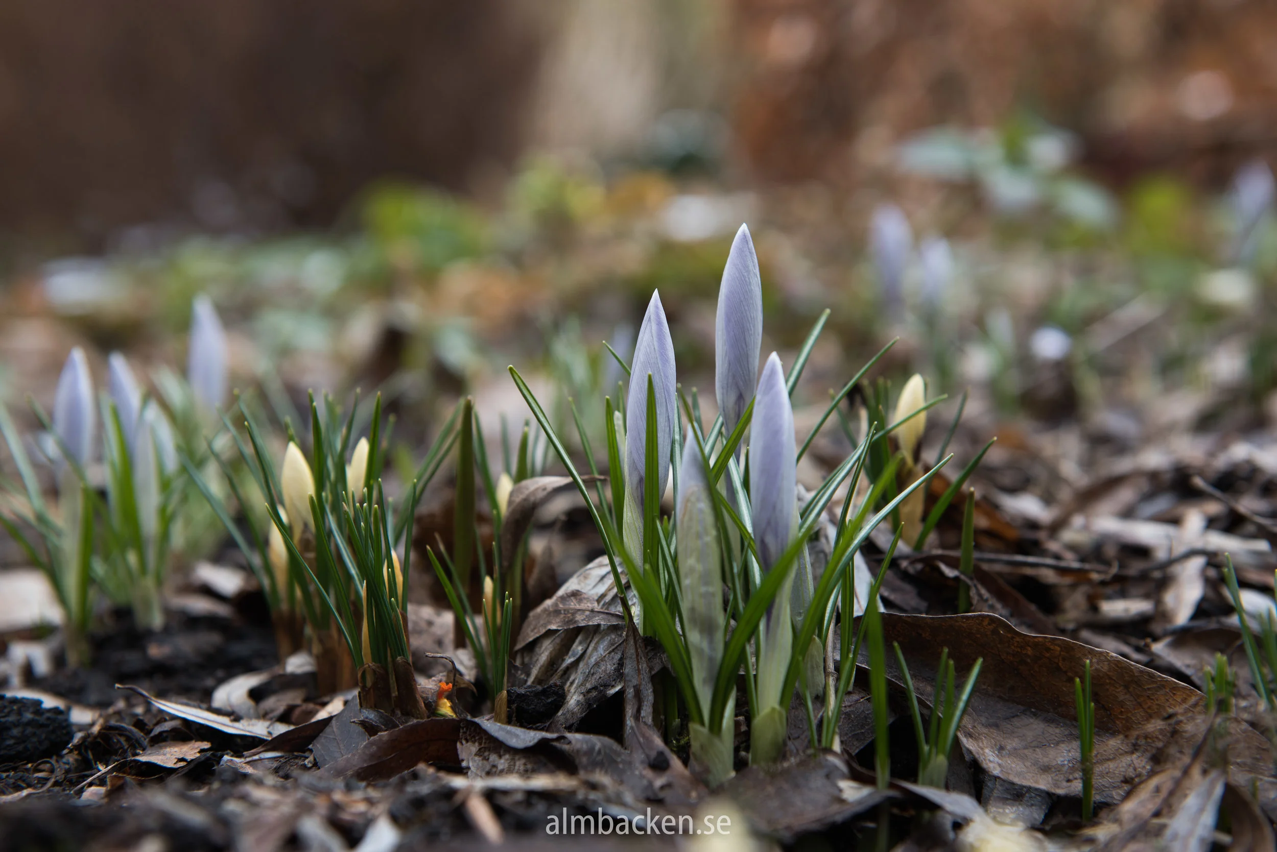 Krokus-crocus-cream-beauty-.jpg