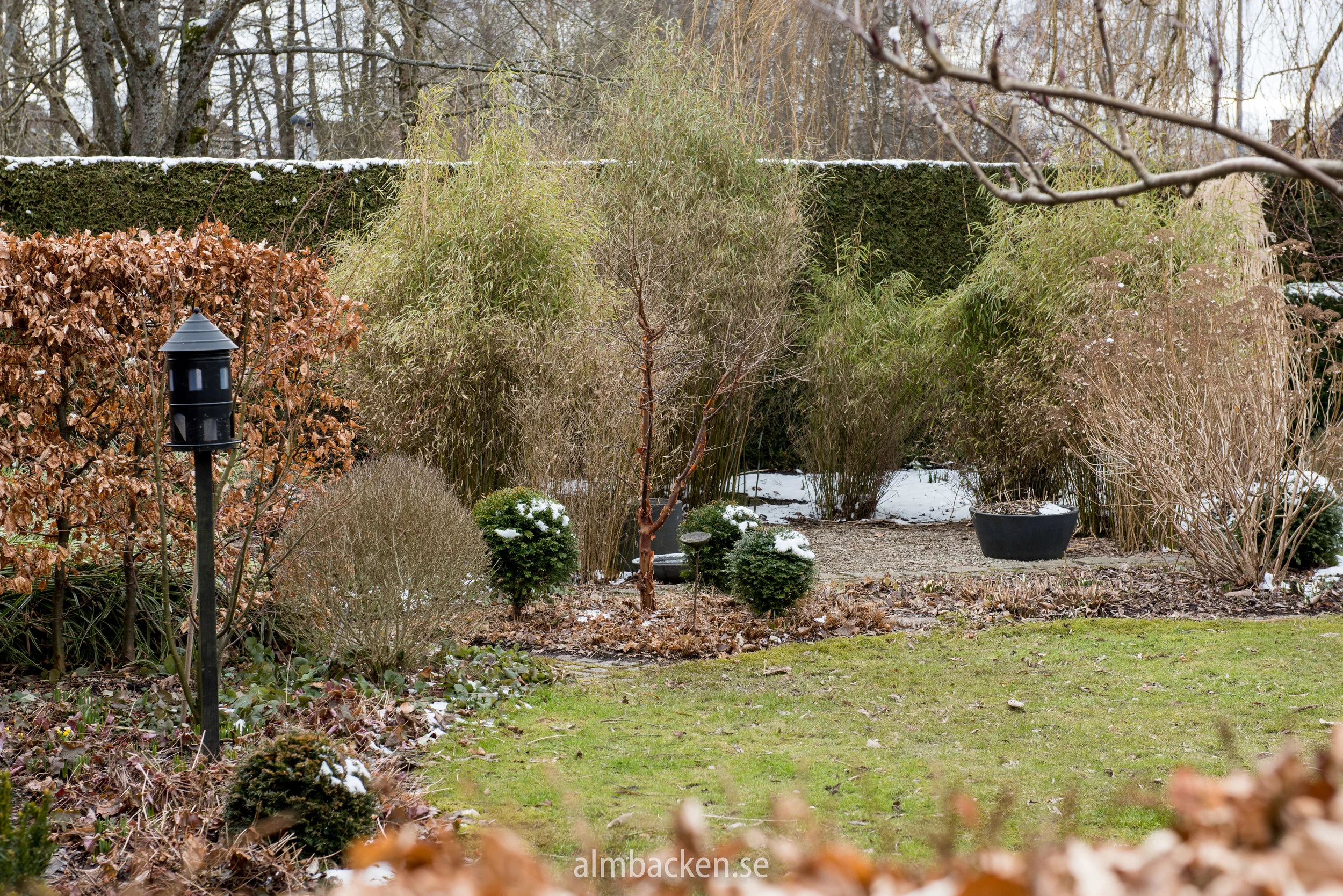 Kopparlönn-Acer-Griseum.jpg