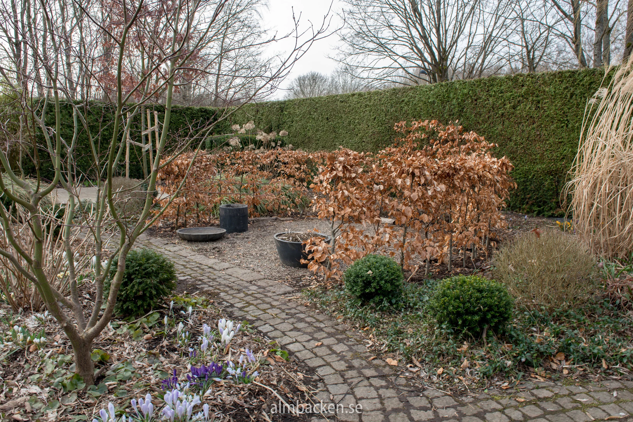 bokhäck-fagus-sylvatica-berså.jpg