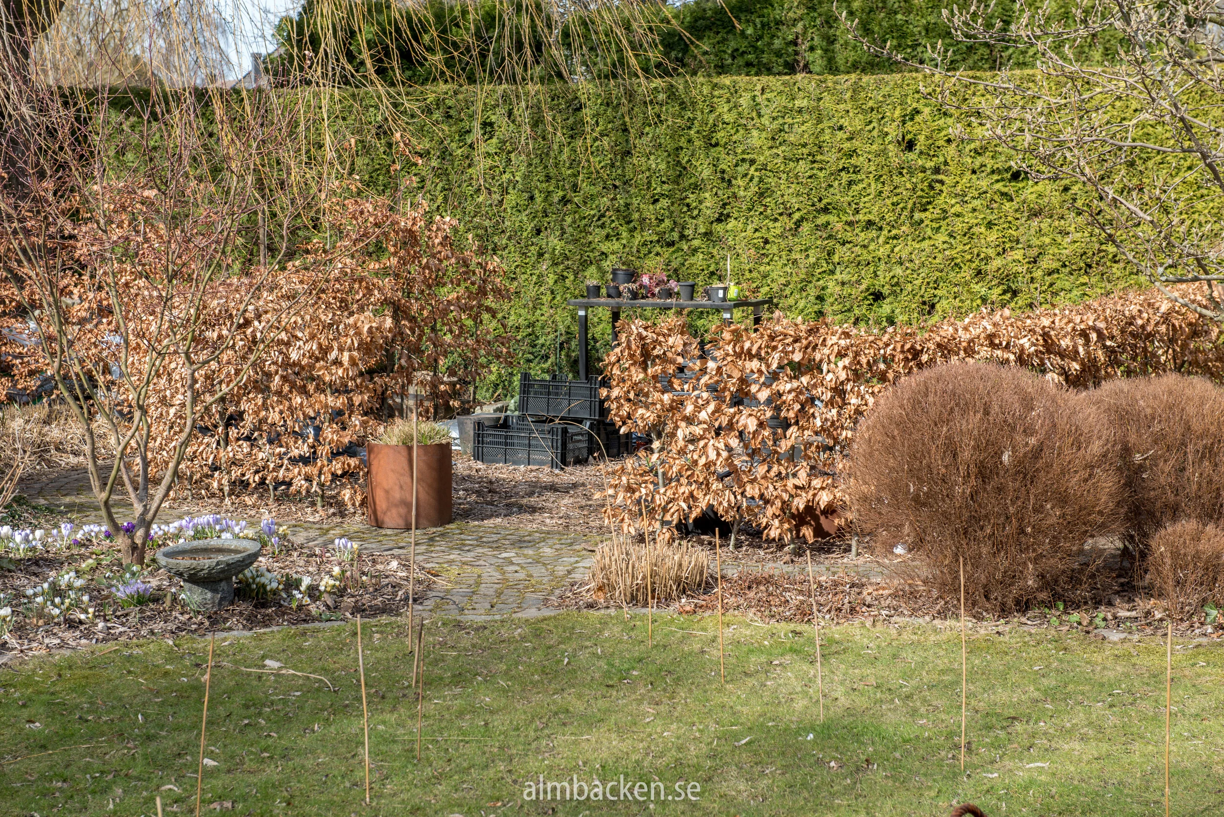 bokhäck-fagus-sylvatica.jpg