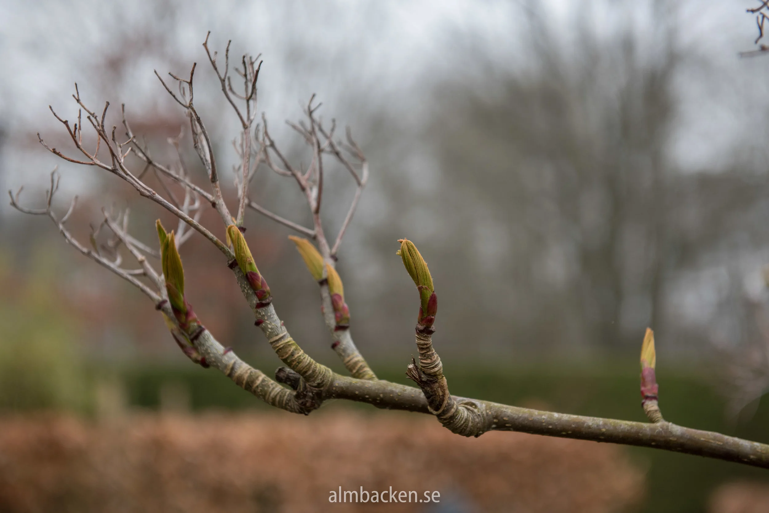 Sorbus ulleungensis 'Dodong'