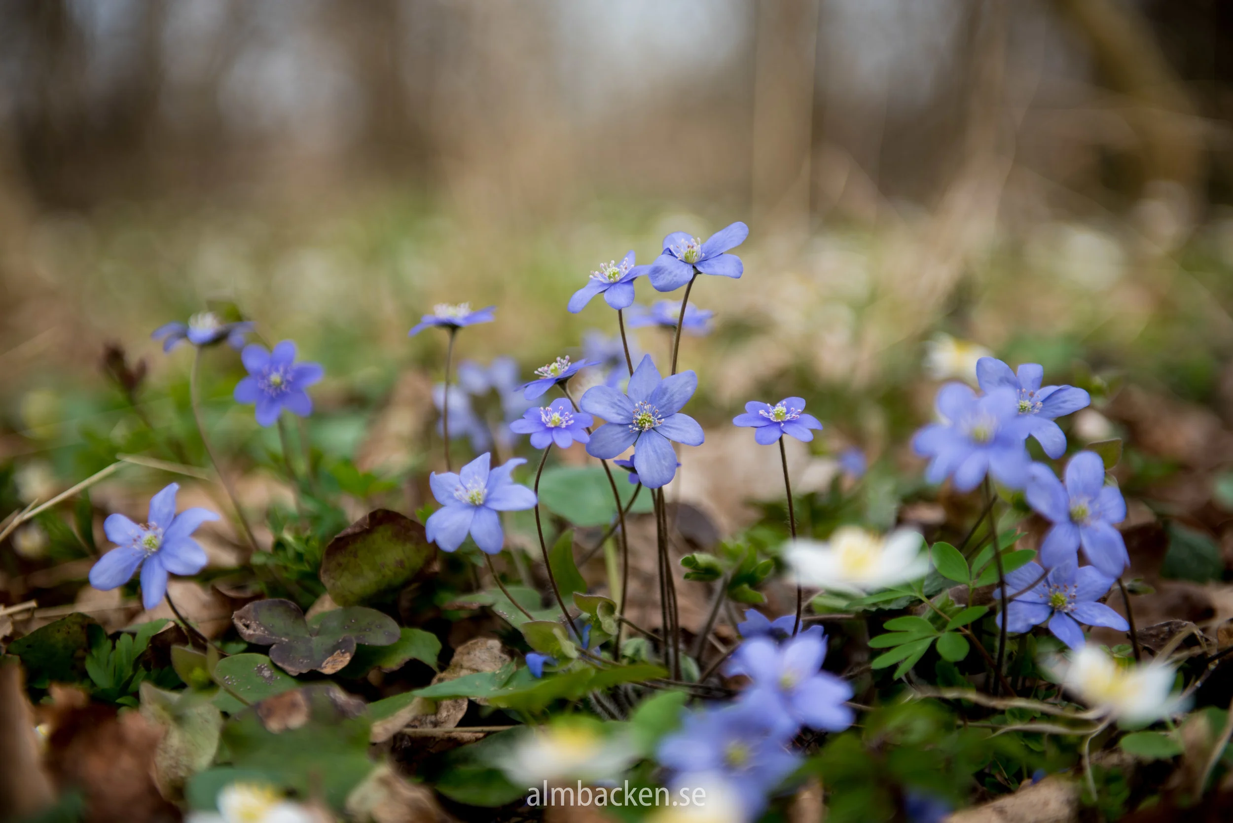 blåsippa-blåsippor-anemone-hepatica-6.jpg