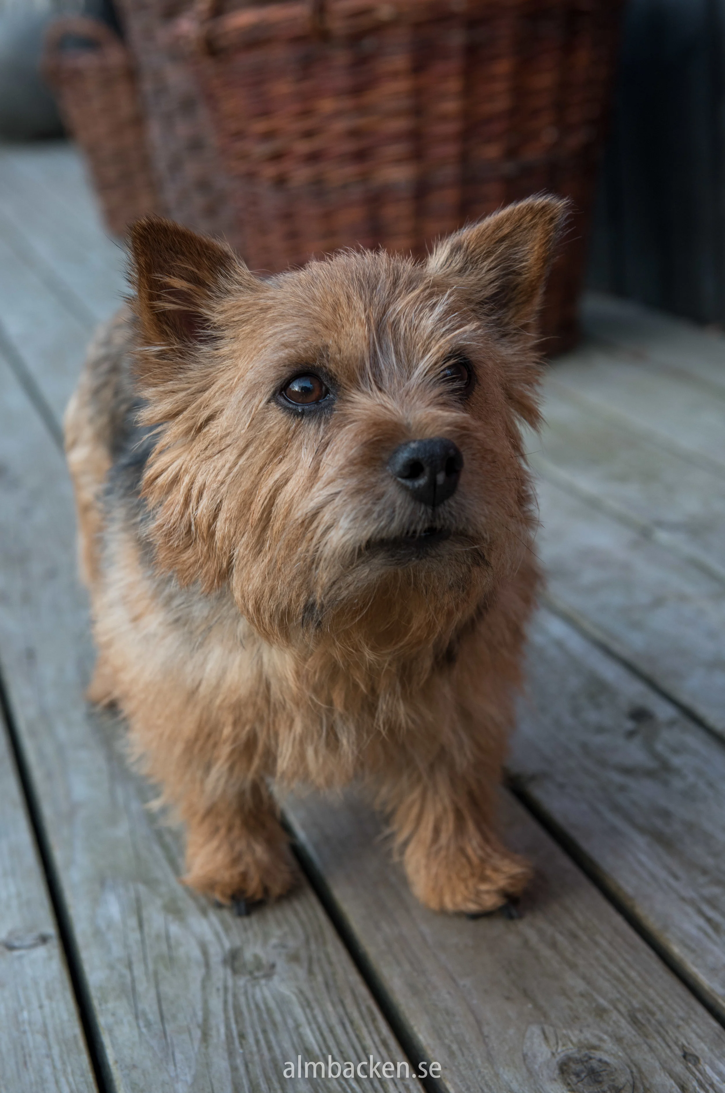 Norwichterrier.jpg