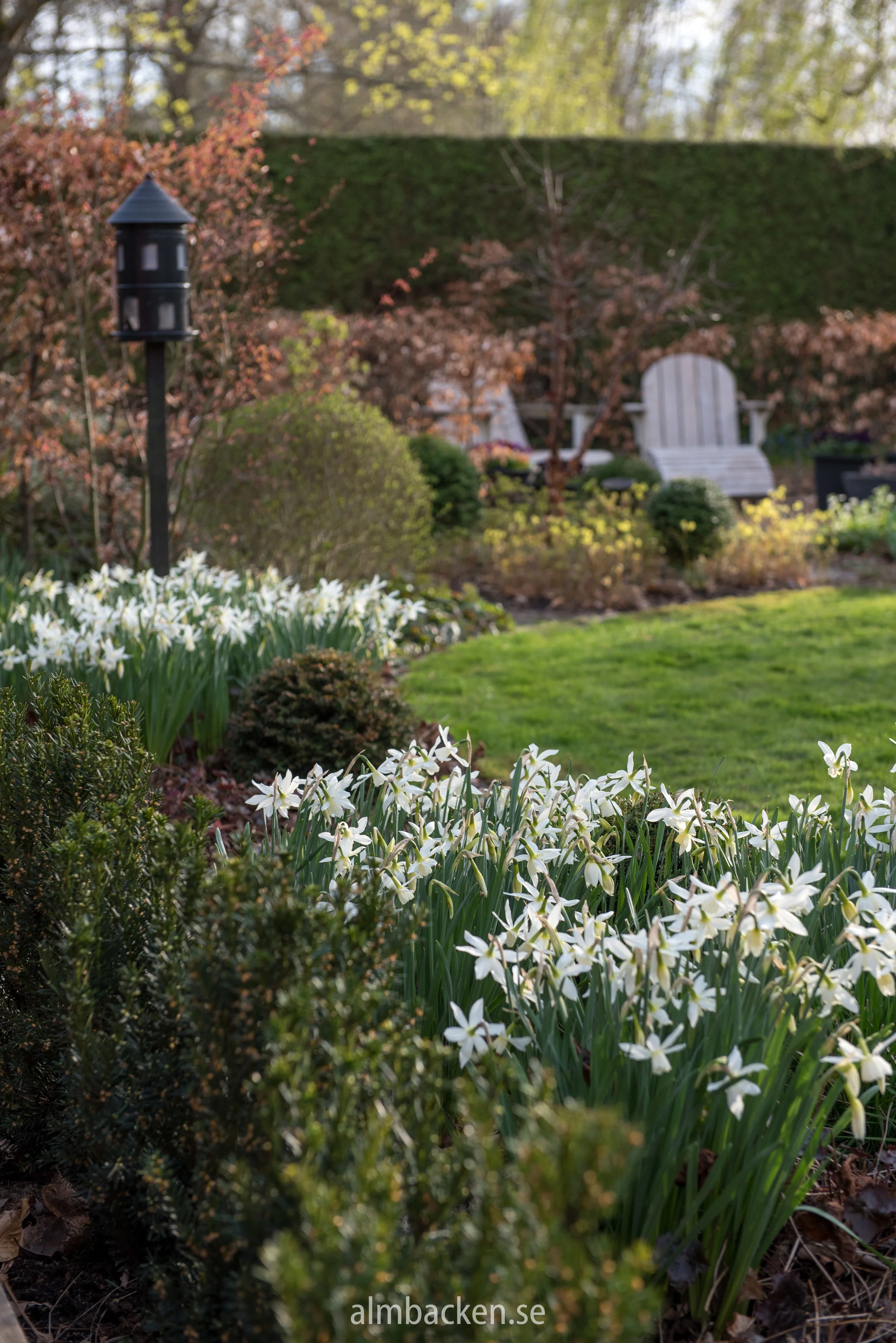 Narcissus 'Thalia'