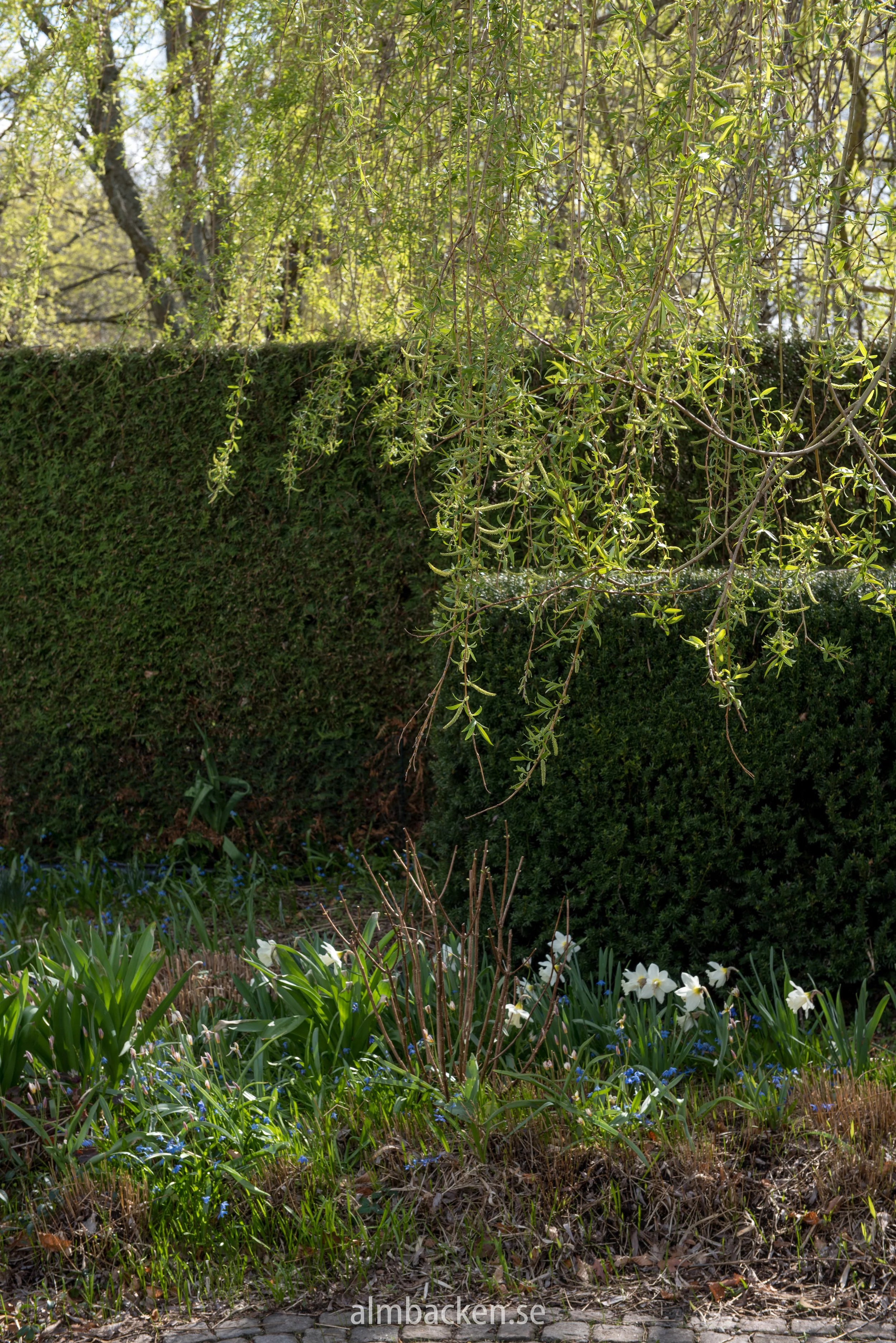 narcissus-mount-hood-narciss.jpg