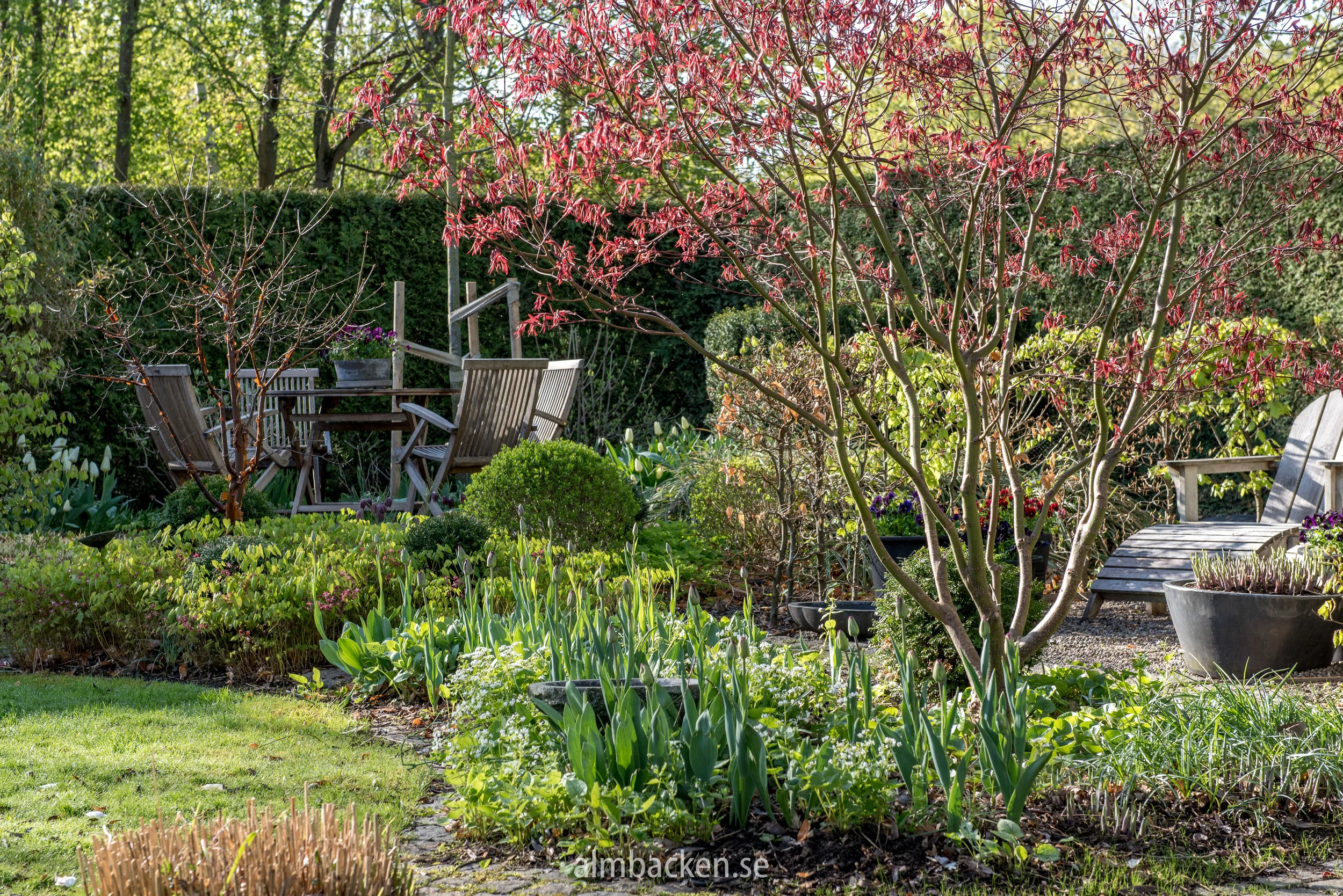 acer-palmatum-margaret-bee-japansk-lönn3.jpg