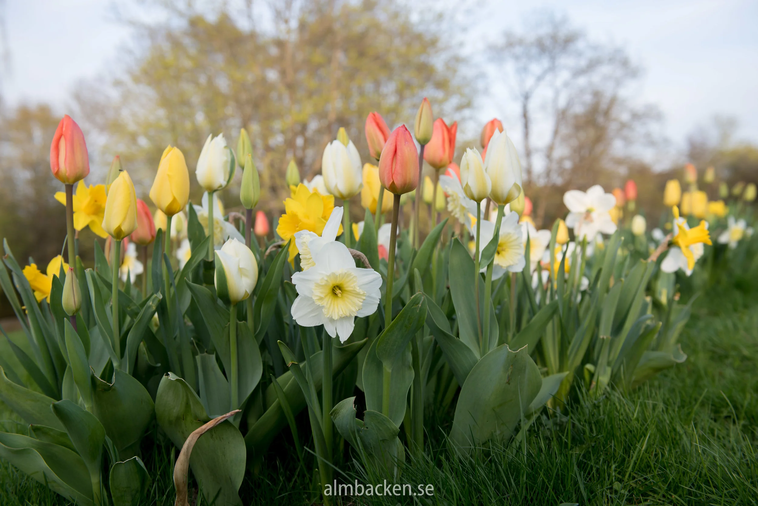 tulpaner-narcisser.jpg