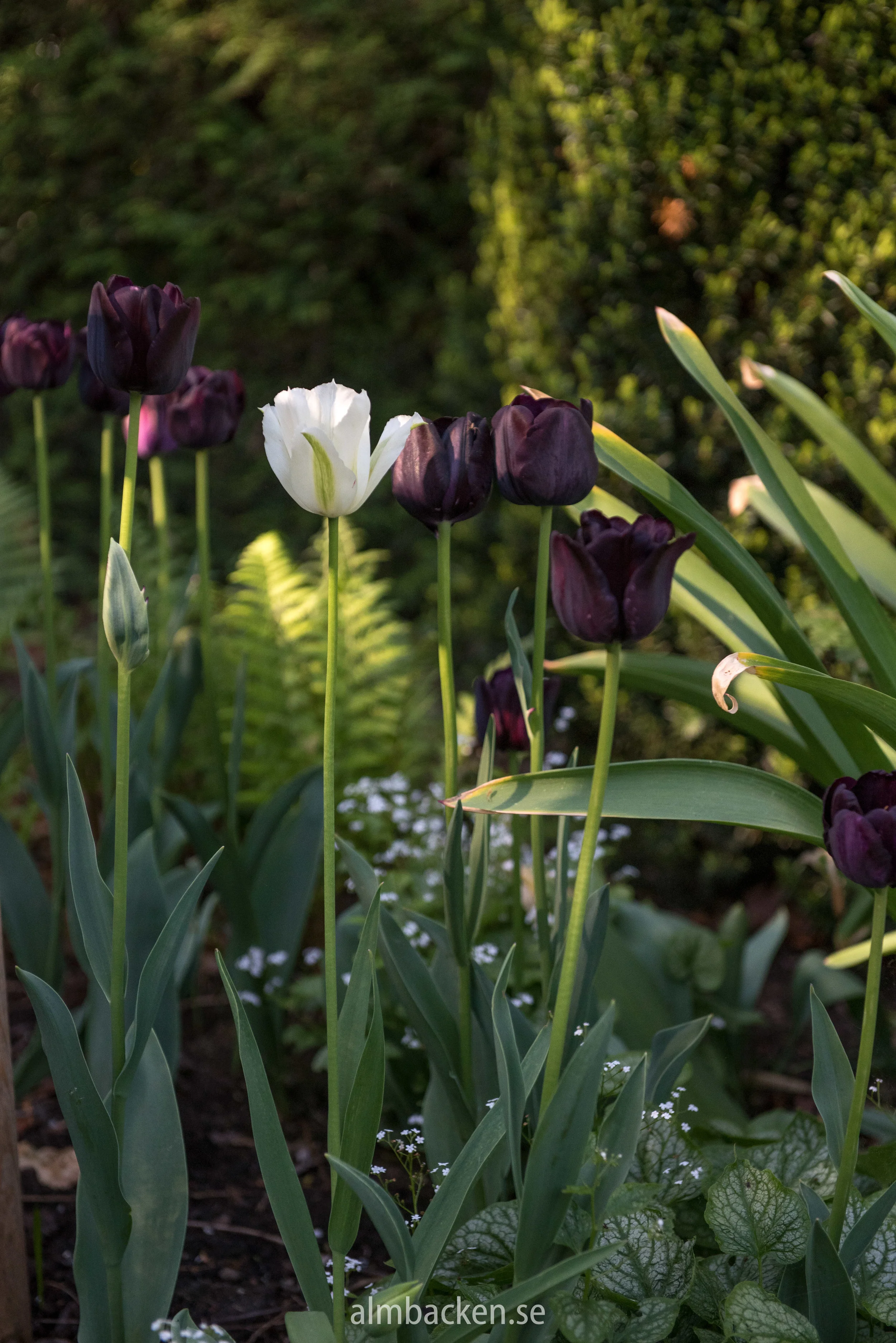 Tulipa-Paul-Scherer-Spring-Green.jpg