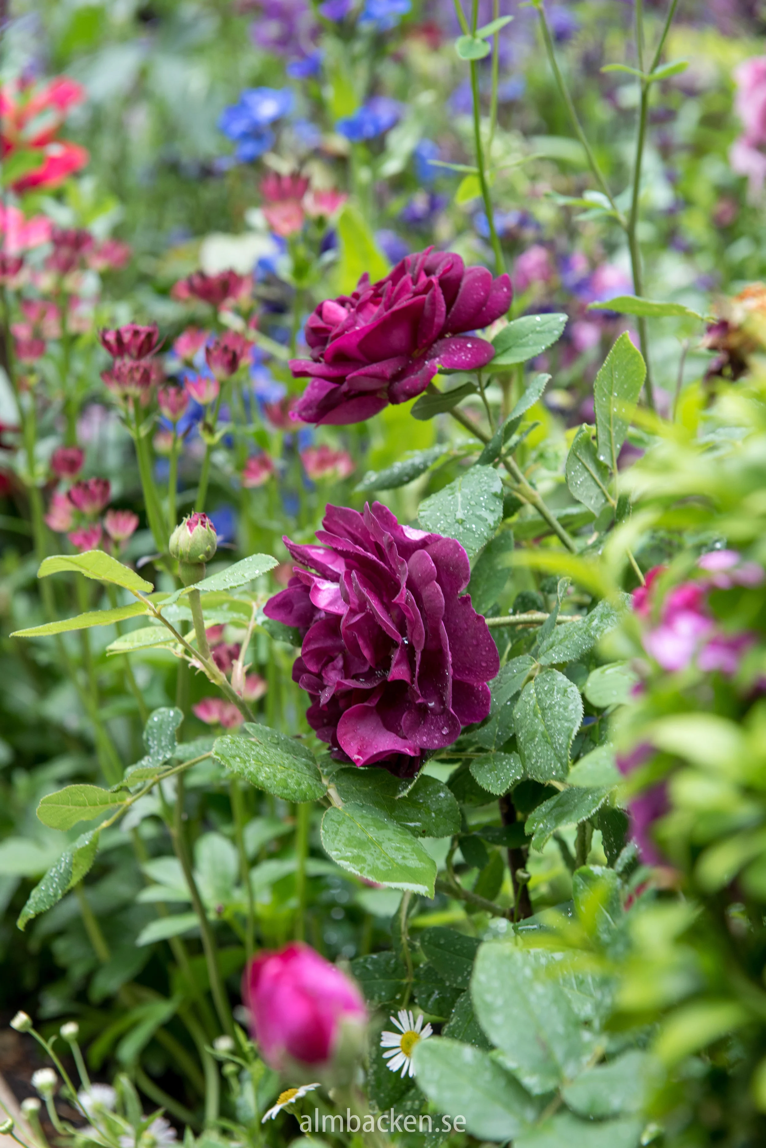 CFS-2018-chelseaflowershow-artisan-garden-.jpg