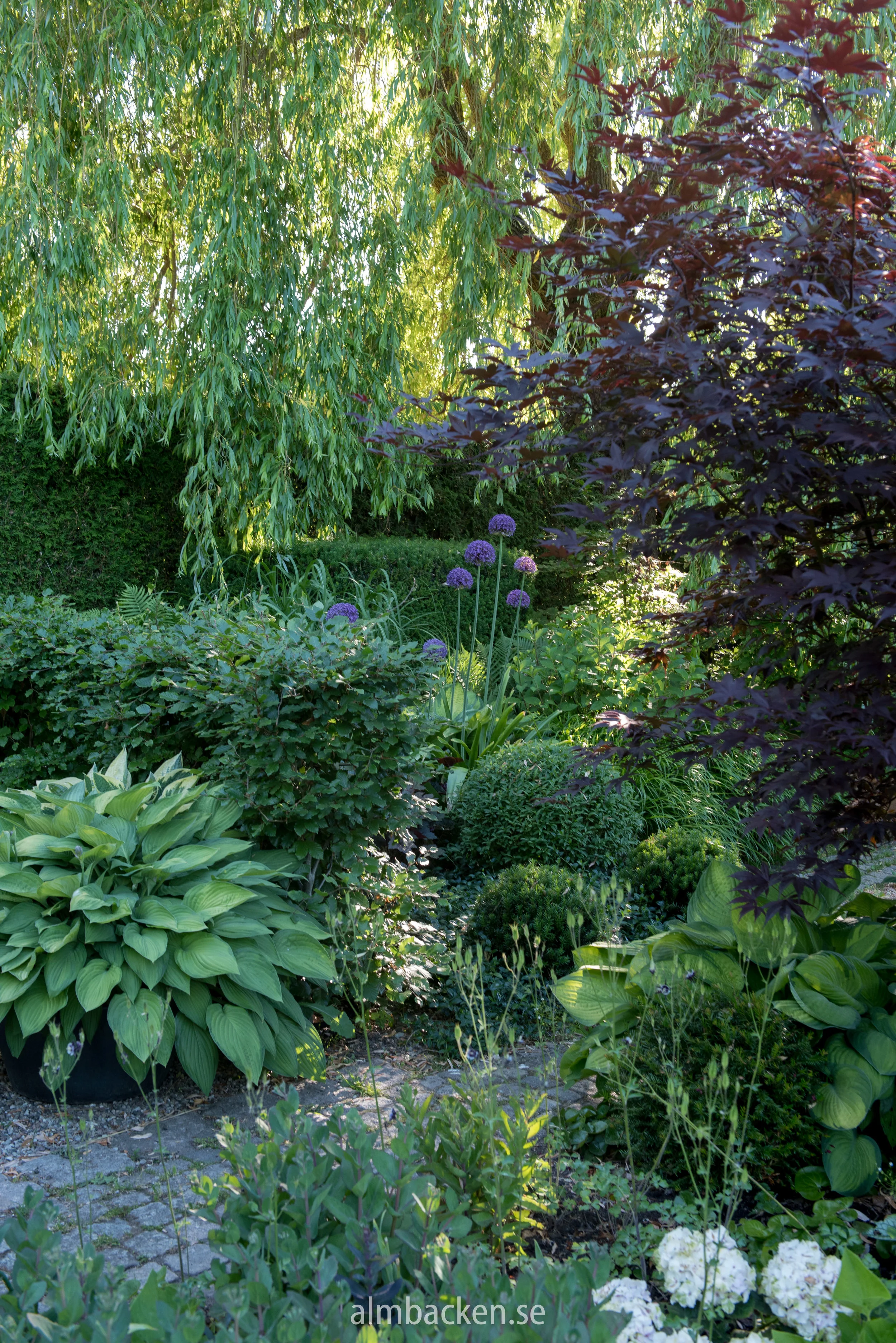 allium-ambassador-almbacken.jpg