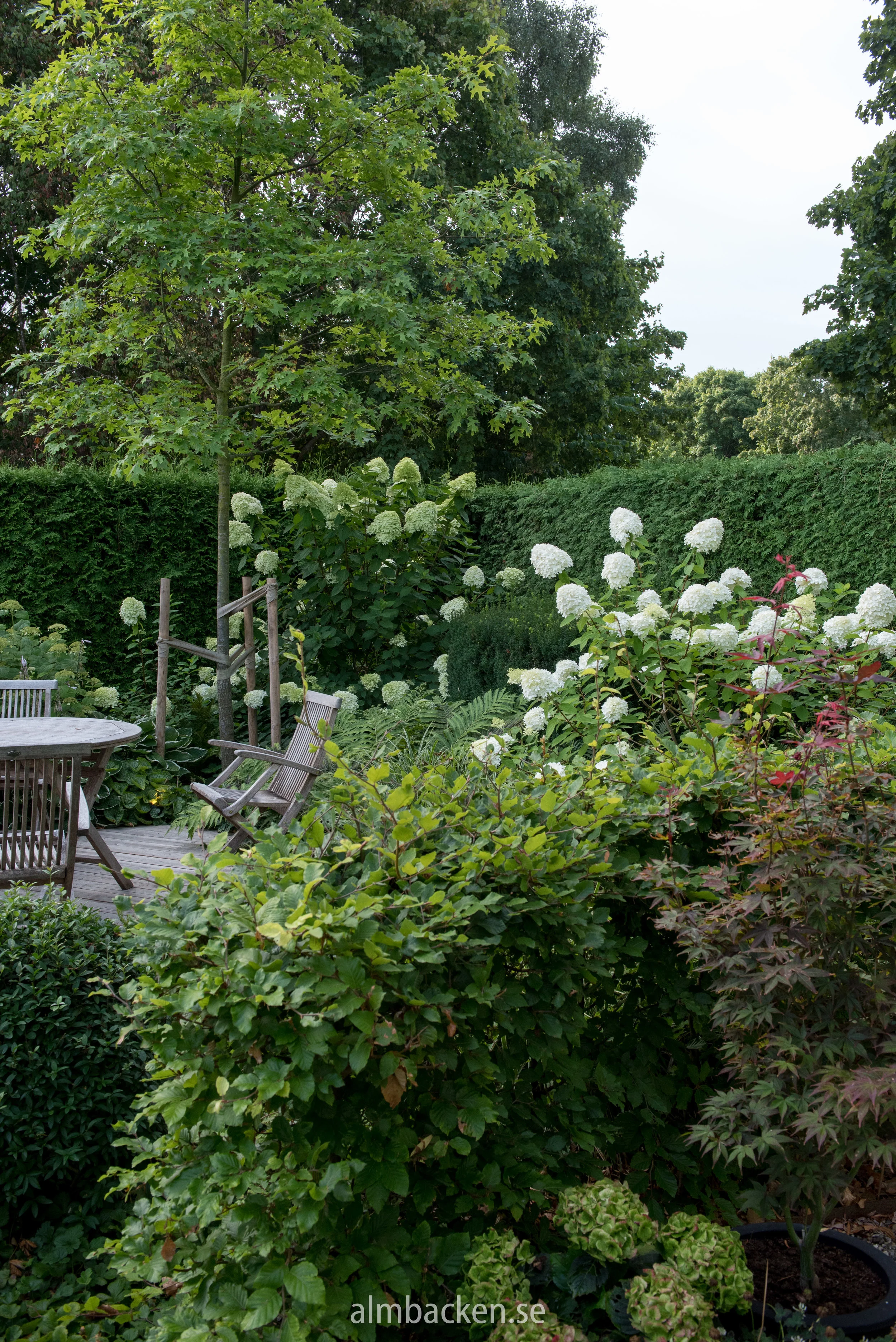 hydrangeapaniculata-hortensia-limelight.jpg