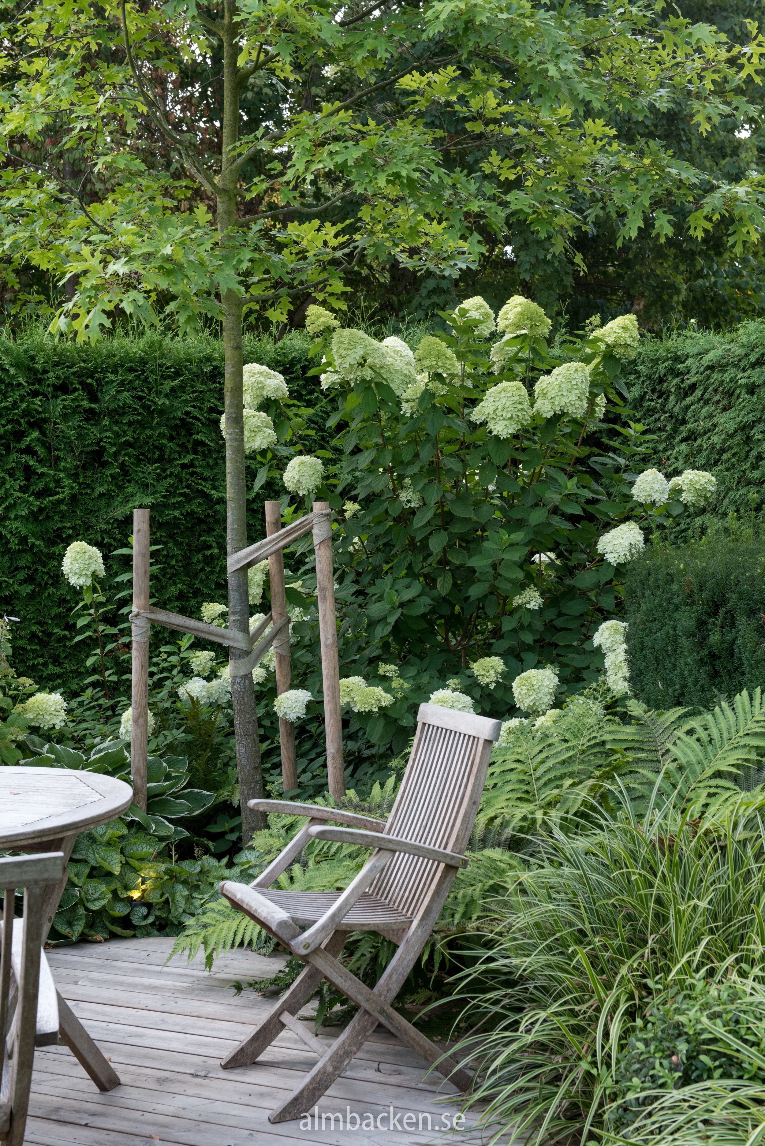 hortensia-limelight-hydrangeapaniculata.jpg