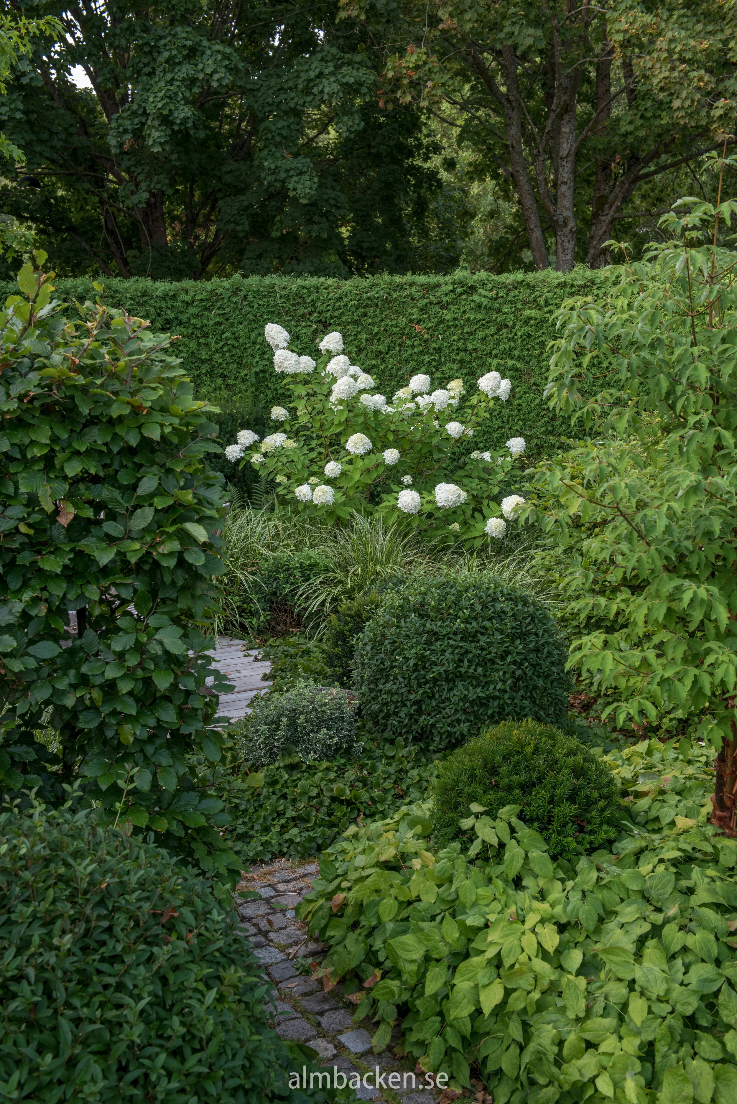 hortensia-limelight.jpg