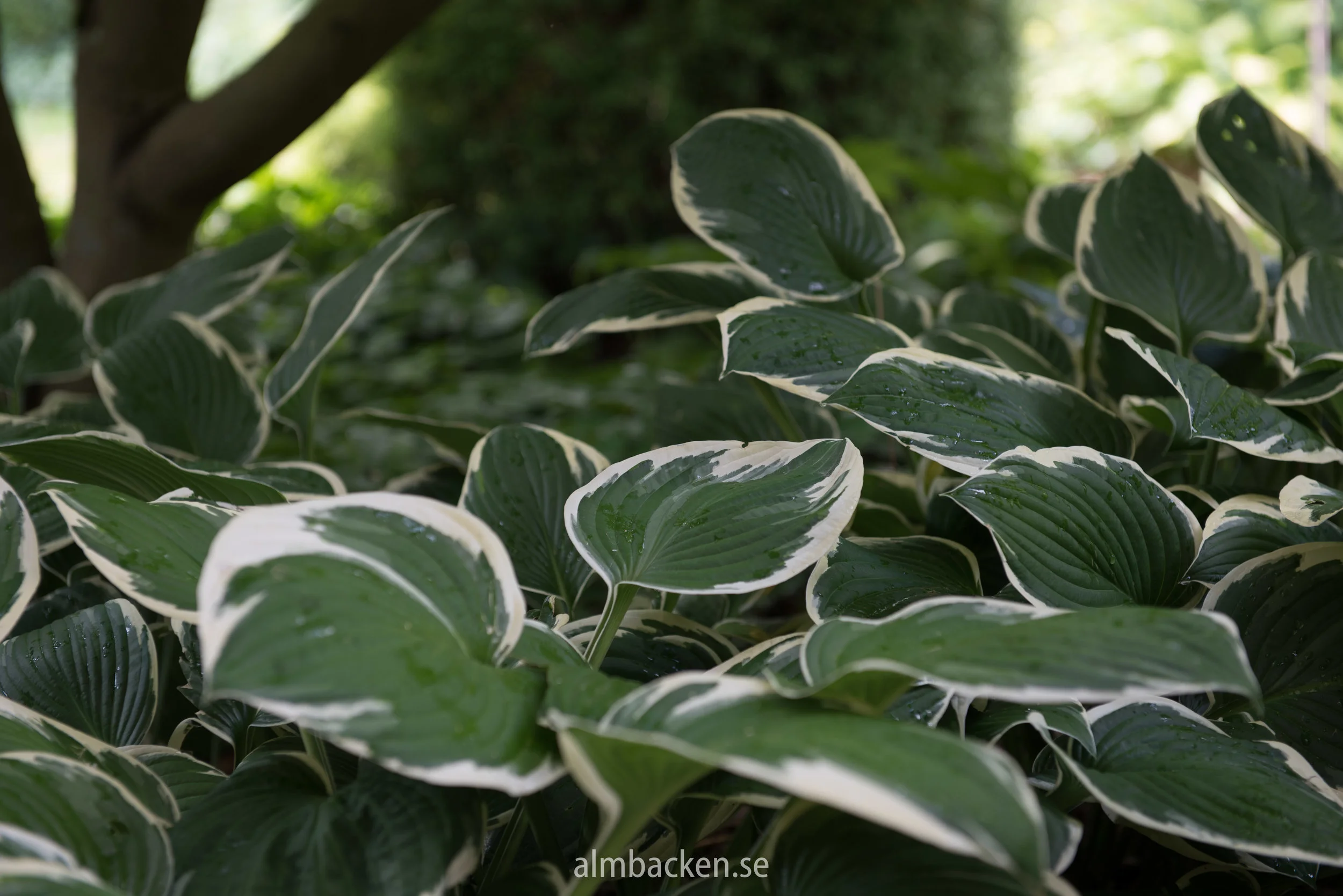 hosta-francee.jpg