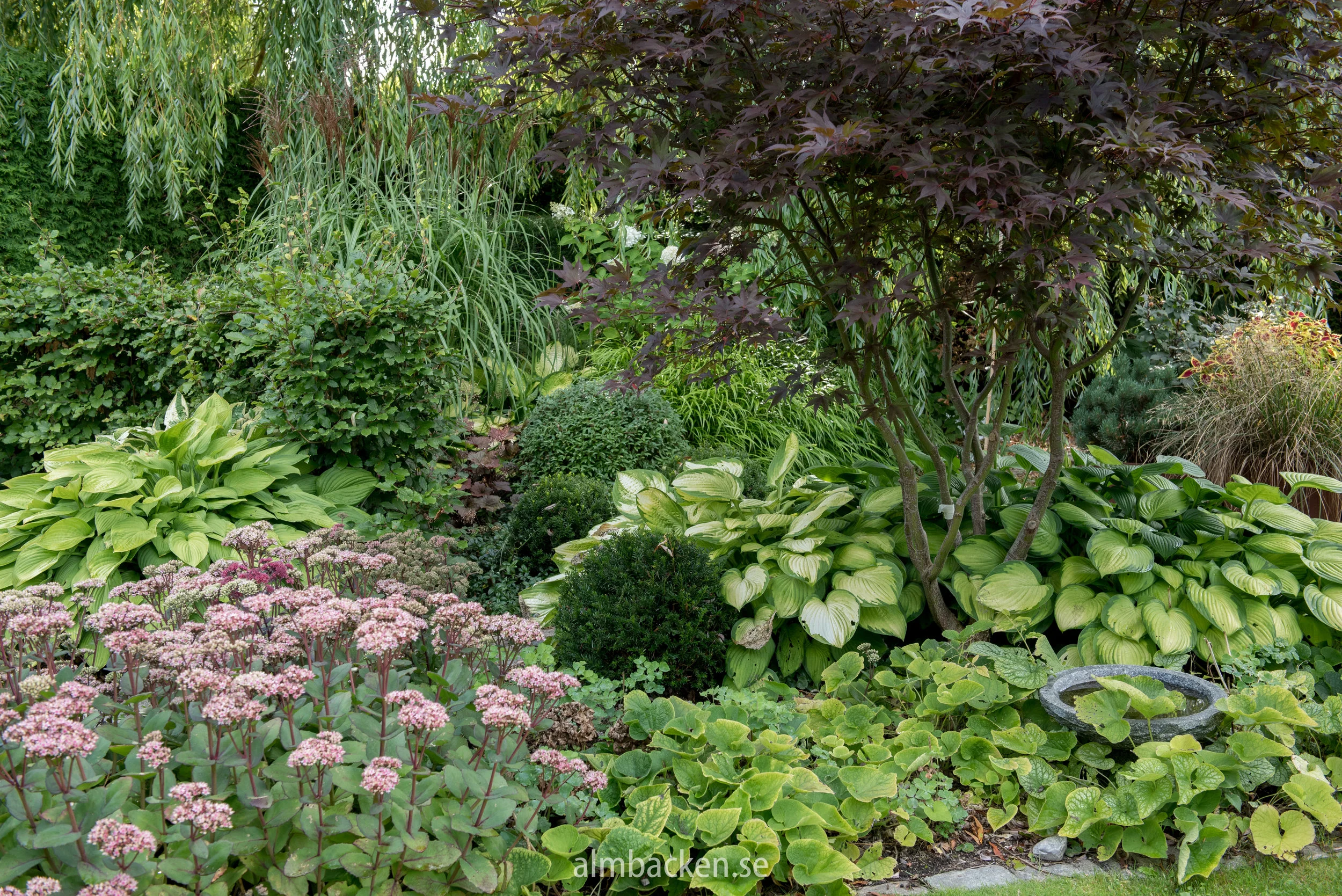 Kärleksört 'Matrona', Idegransklot, Kaukasisk förgätmigej 'Mr Morse', Hosta 'Gold Standard', Japansk lönn 'Margaret Bee'.