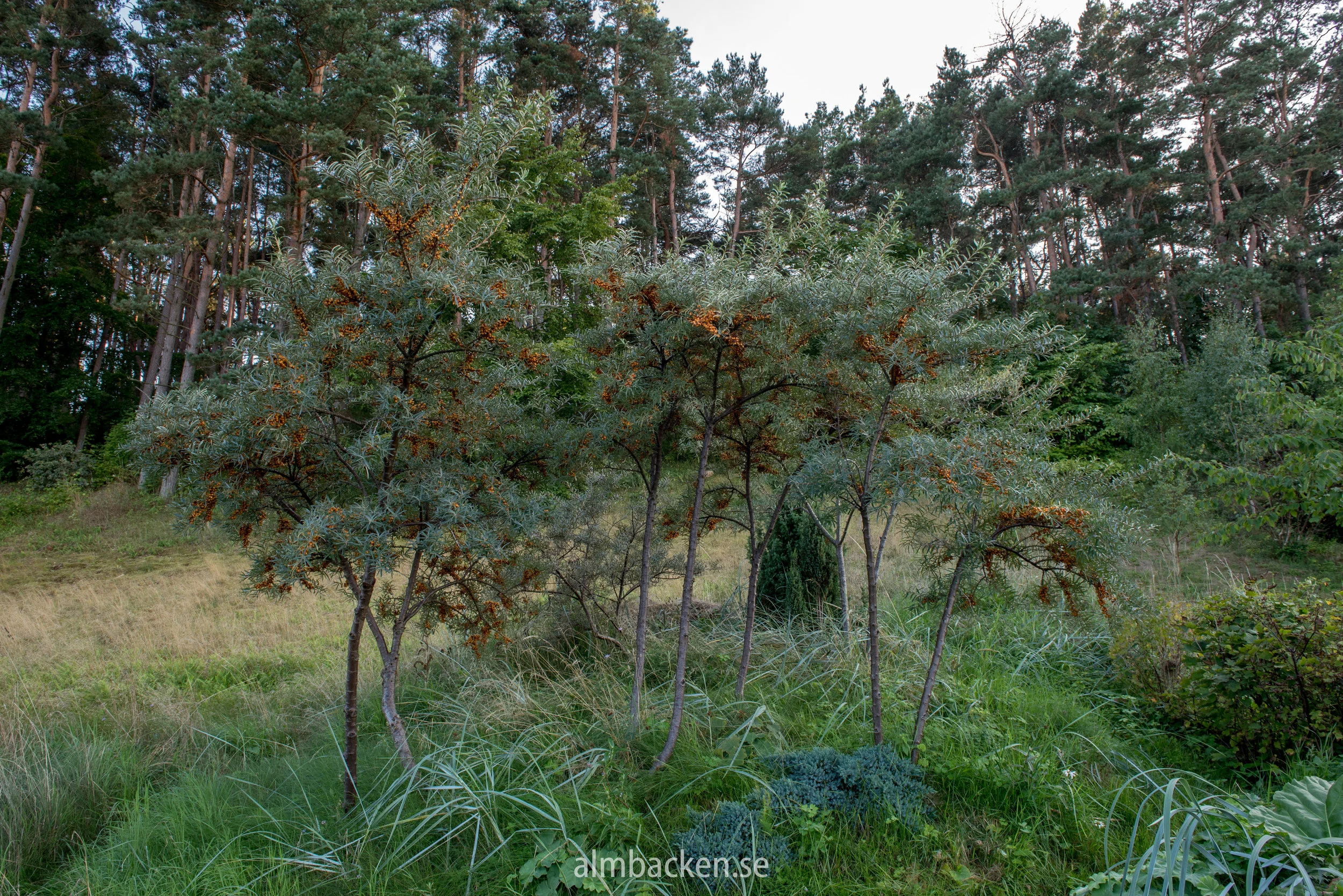 Vitemölla 2-50.jpg