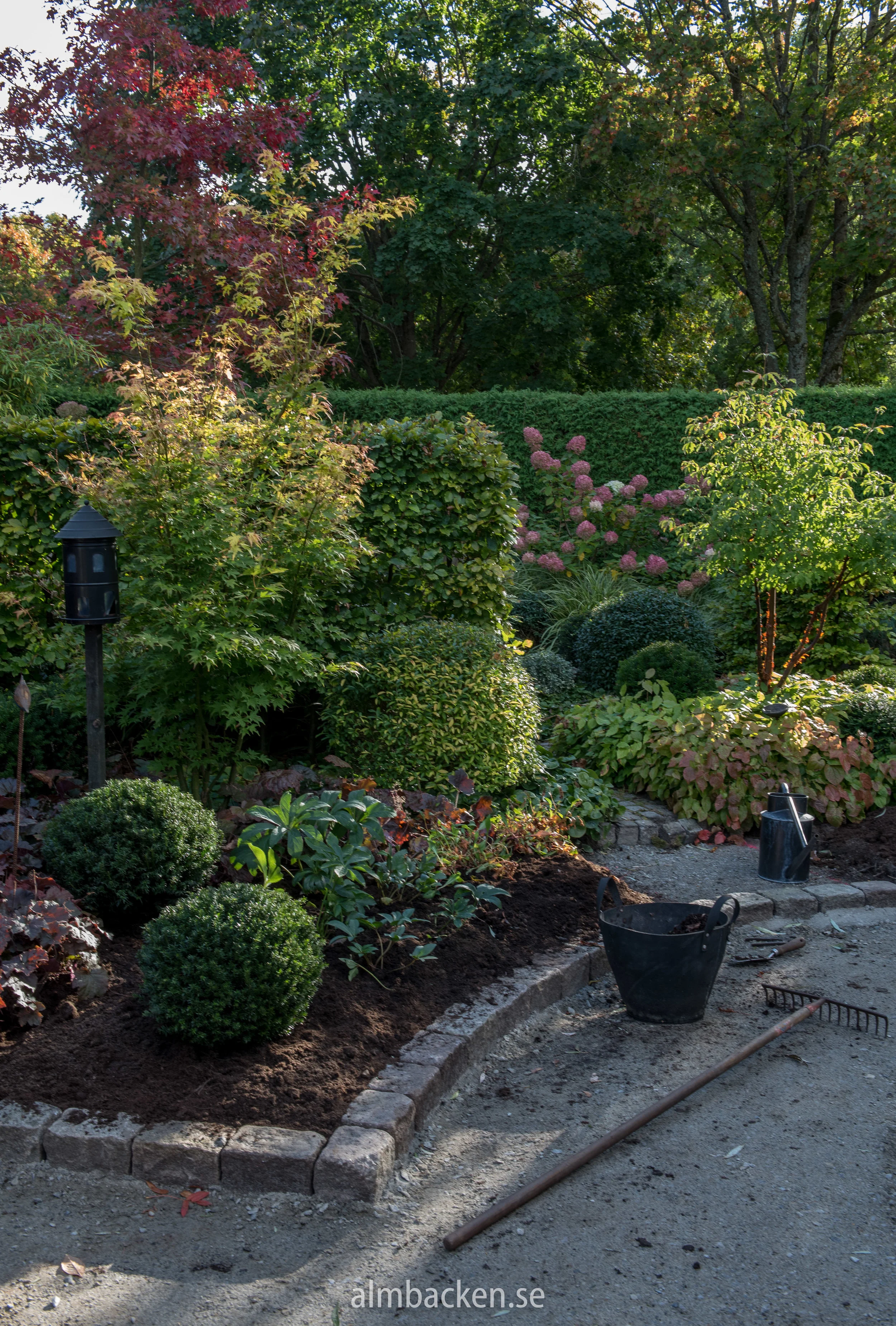 Taxus-baccata-idegransklot-almbacken-trädgårdsdesign.jpg