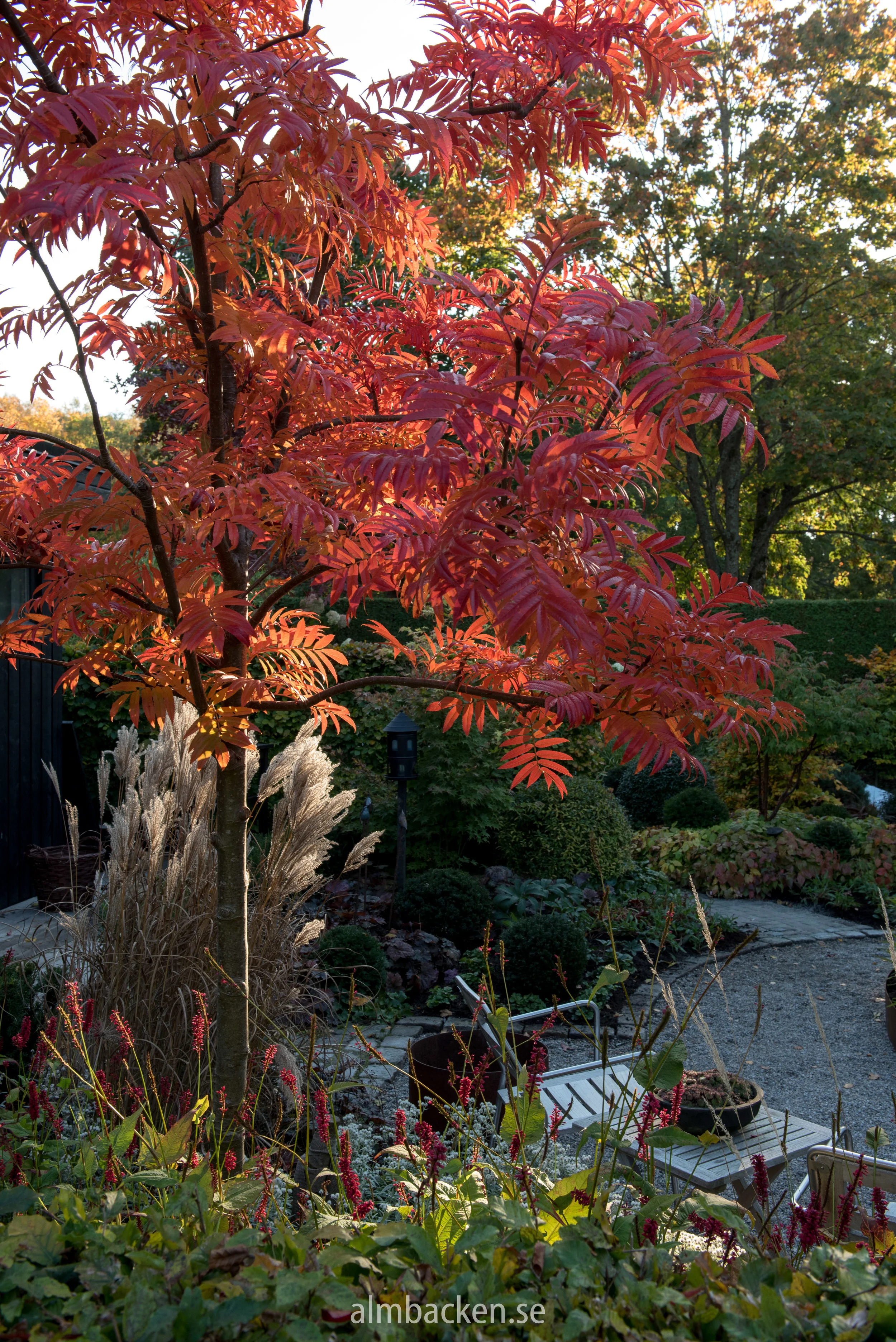 Ullungrönn-Sorbus-ulleungensis-dodong.jpg