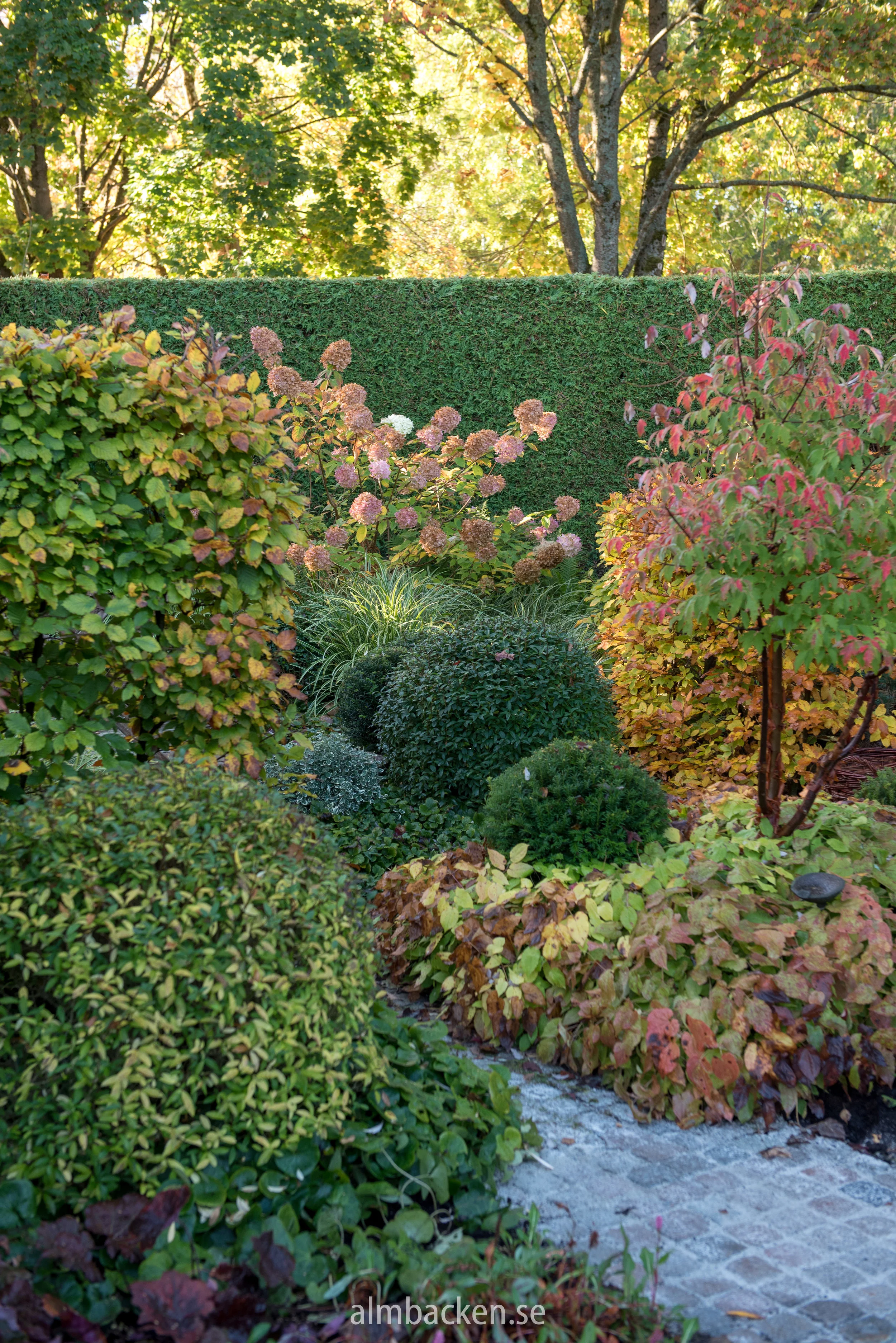 Ligusterklot (Ligustrum vulgare), kopparlönn (Acer griseum), röd sockblomma (Epimedium x rubrum) och hortensia ‘Limelight’ (Hydrangea Paniculata ‘LImelight’)