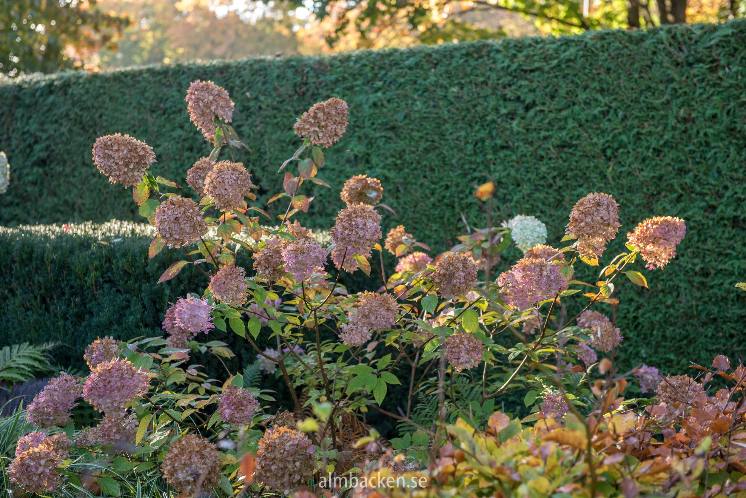 hortensia-limelight.jpg