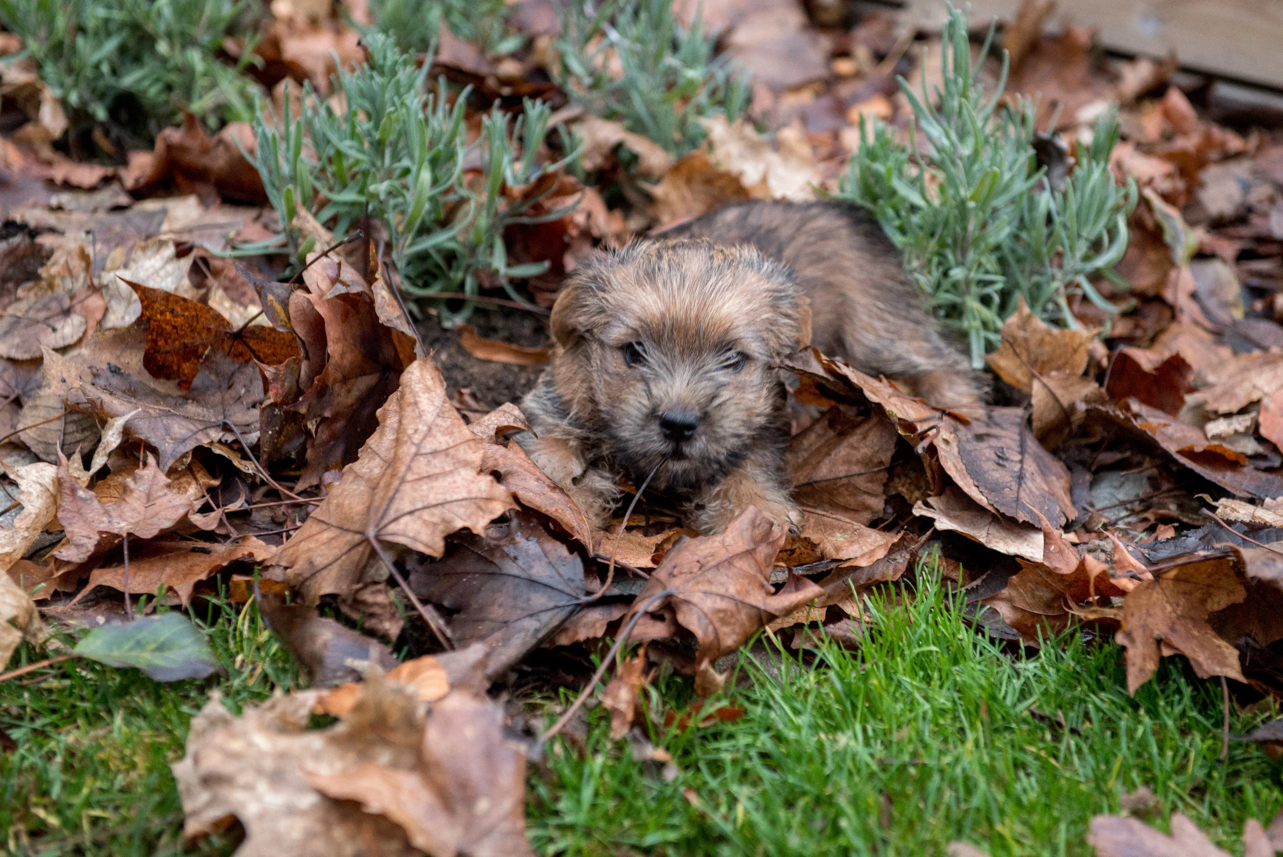 Norfolkterrier-valp.jpg