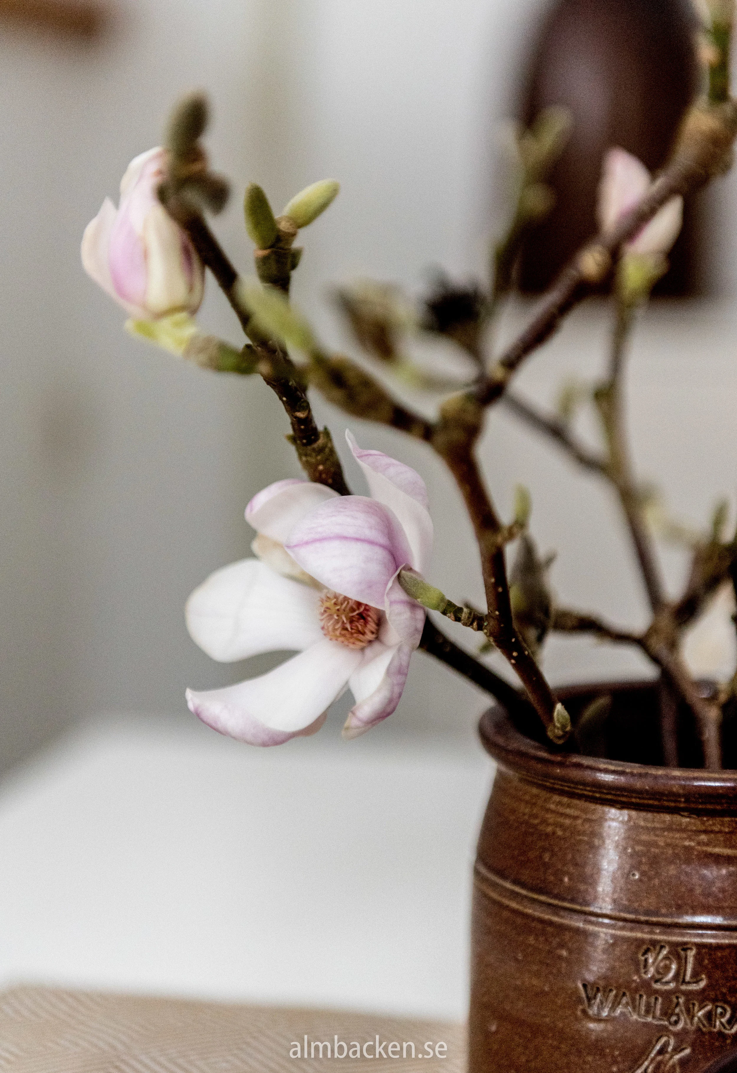 magnolia-5.jpg