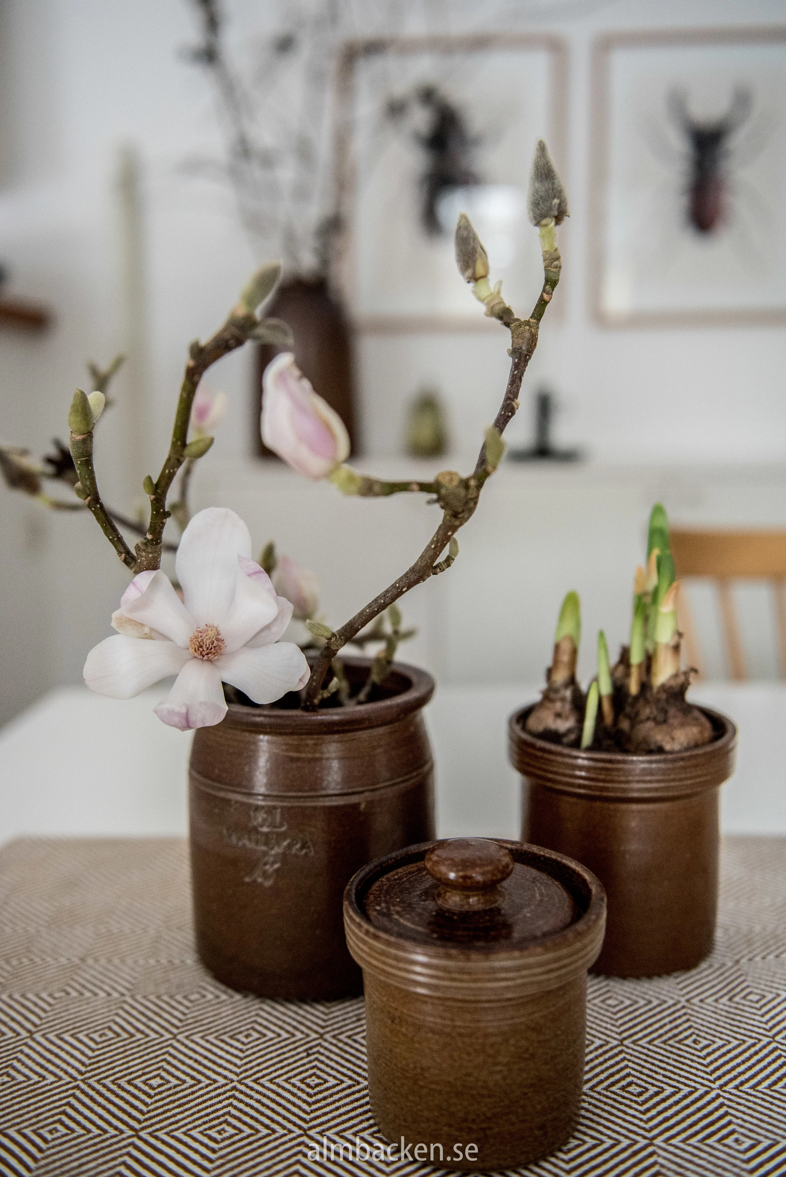 magnolia-wallakra.jpg