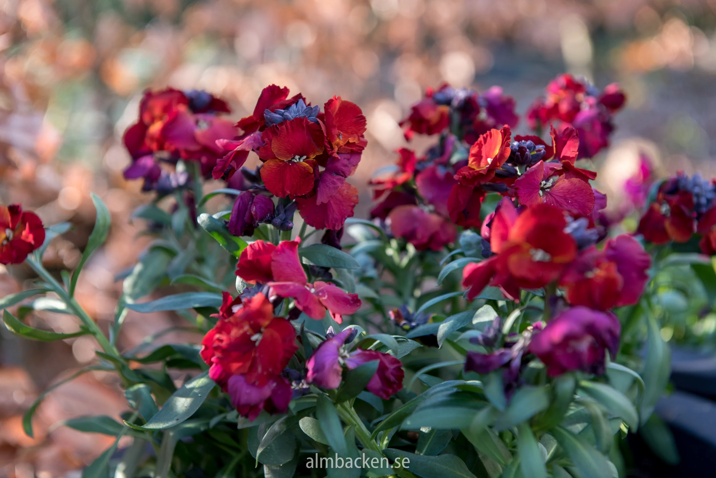 gyllenlack-erysimum-almbacken-tradgardsdesign.jpg