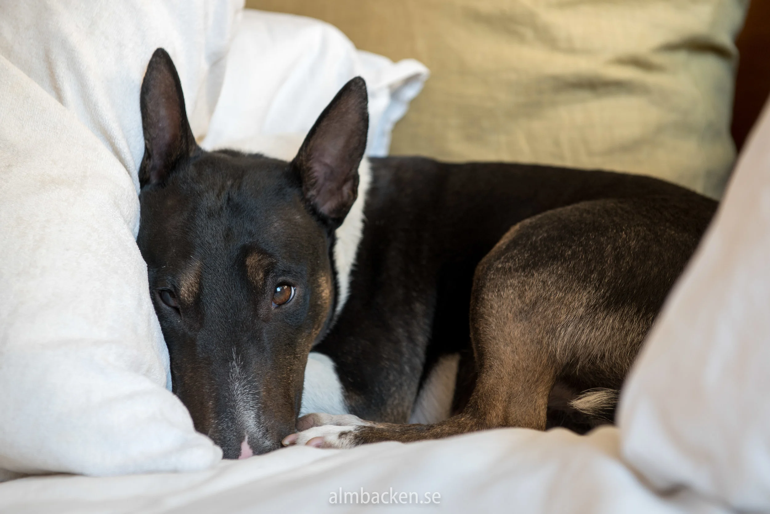 Bullterrier-minibullterrier.jpg