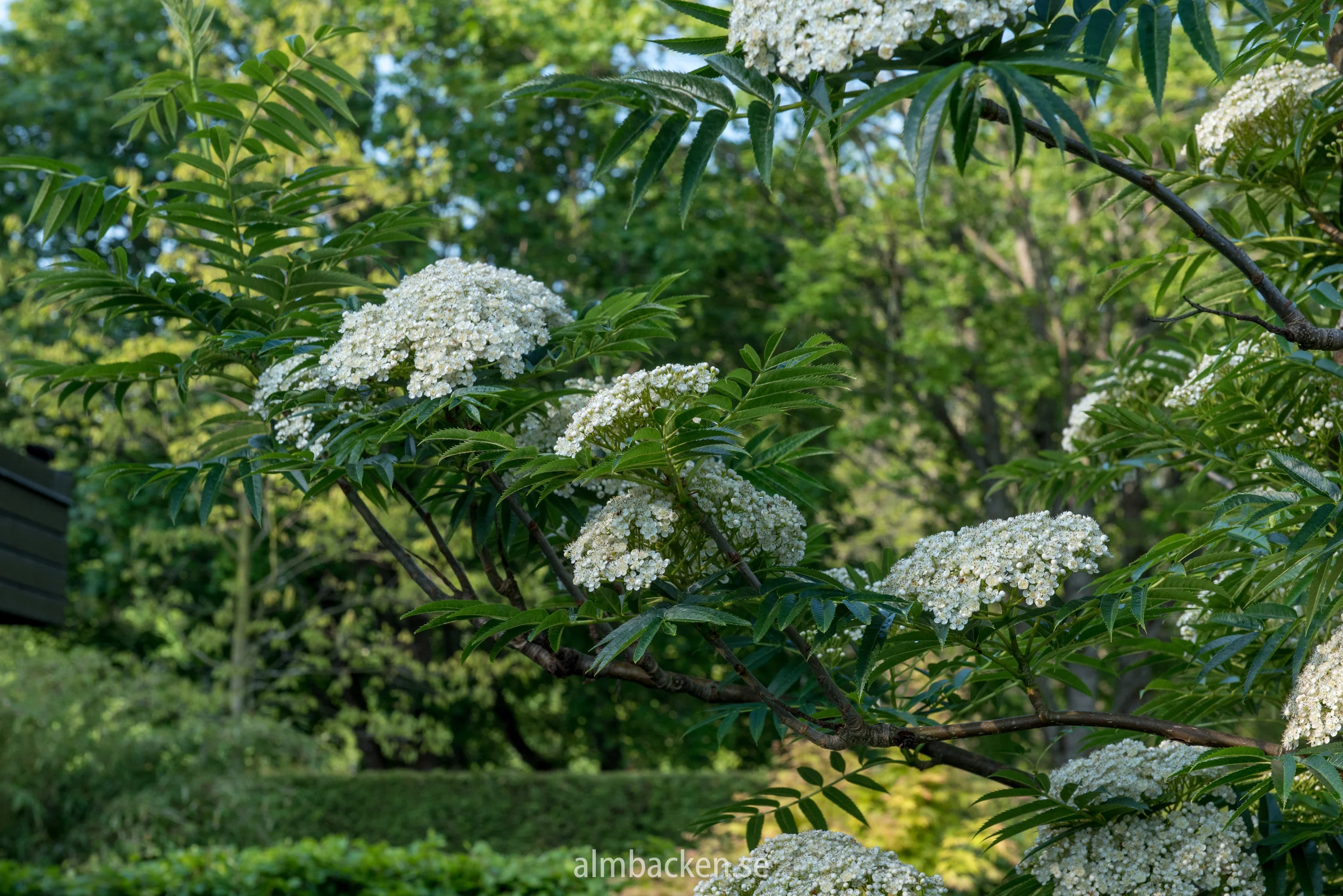 ullungrönn-sorbus-ulleungensis-dodong.jpg