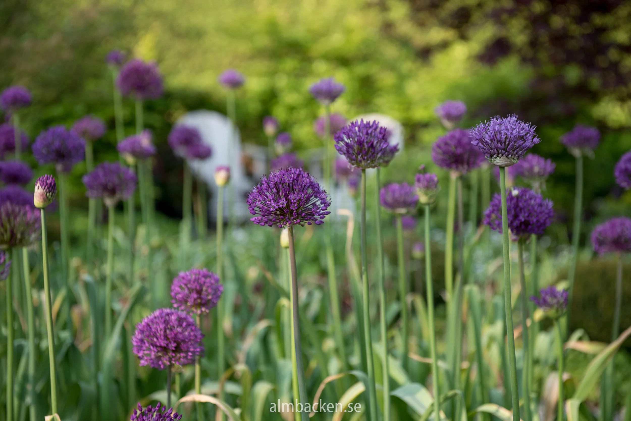 allium-purple-sensation.jpg
