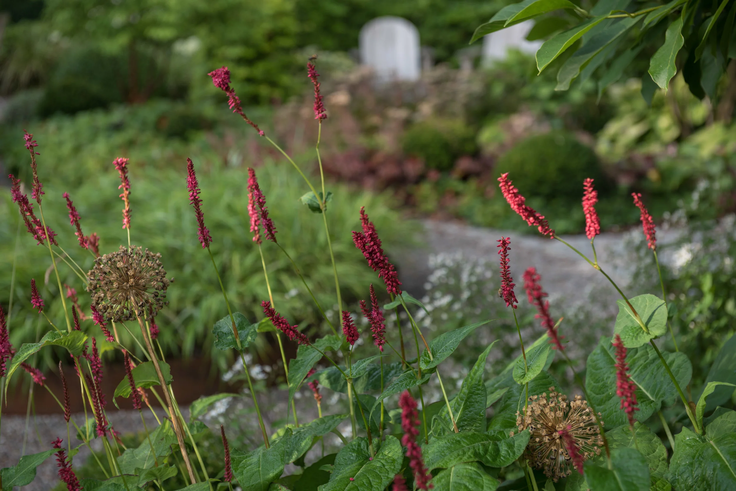 Persicaria amplexicaulis ‘Speciosa’