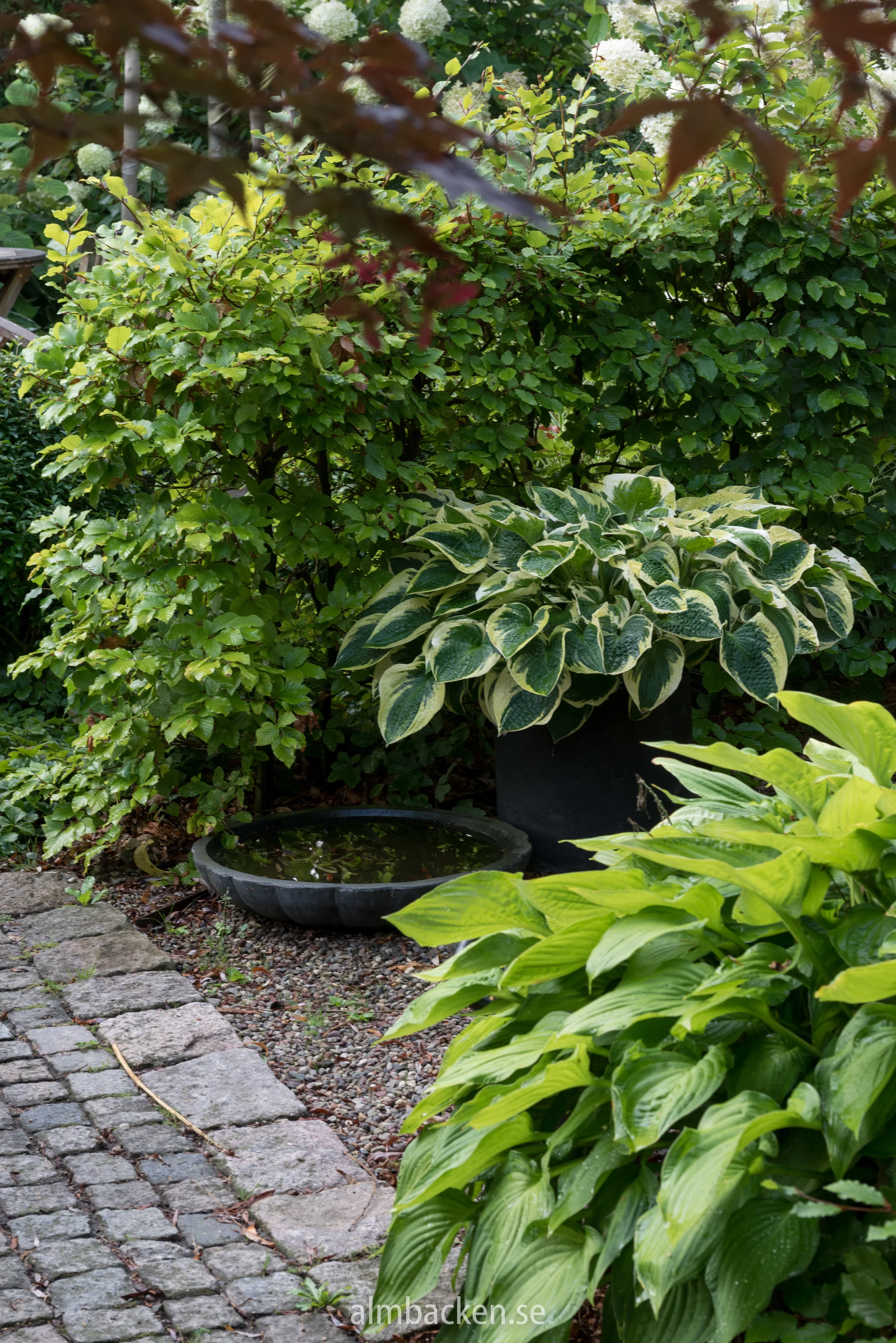 hosta-almbacken-krukor.jpg