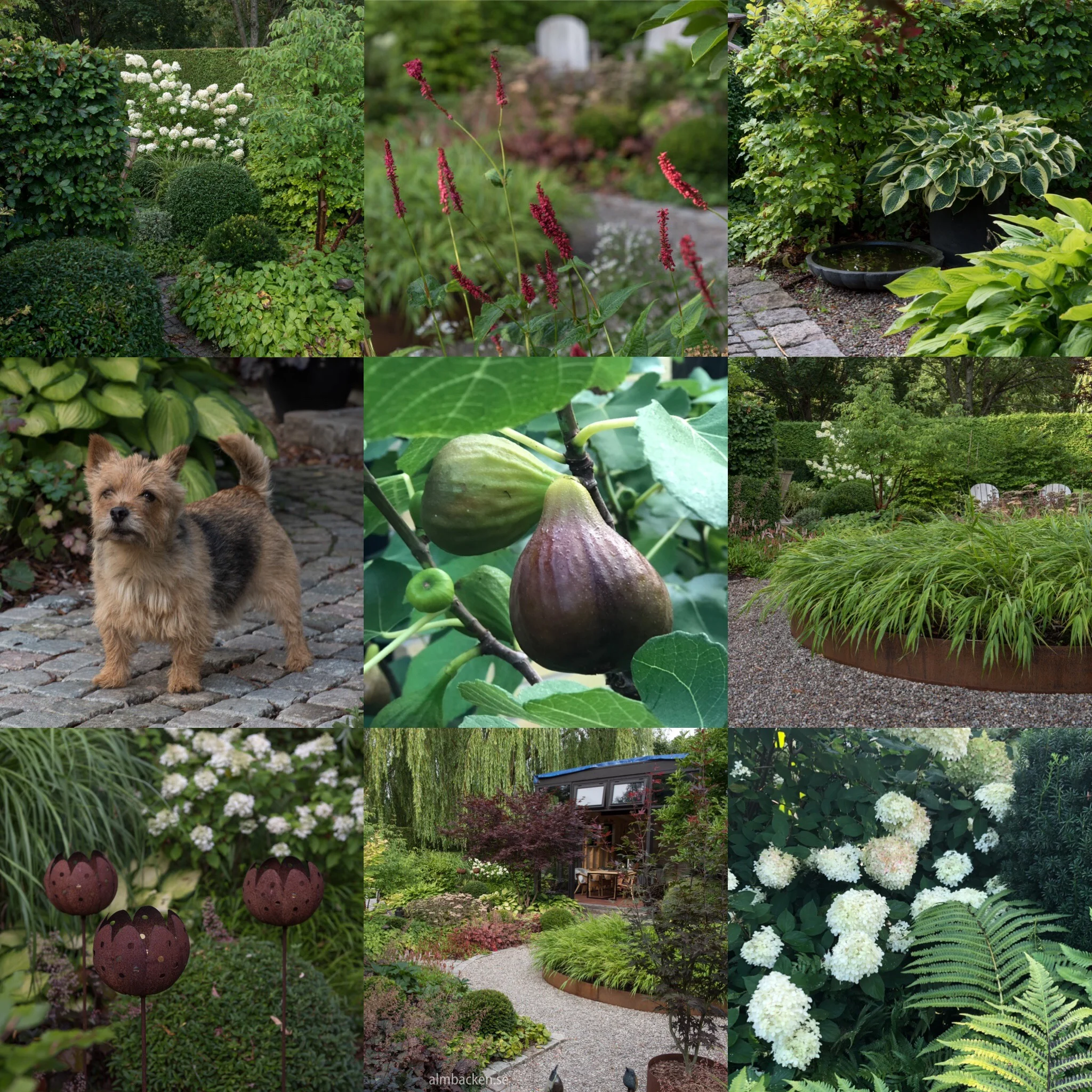 månadsbilden-månadscollage-almbacken.jpg