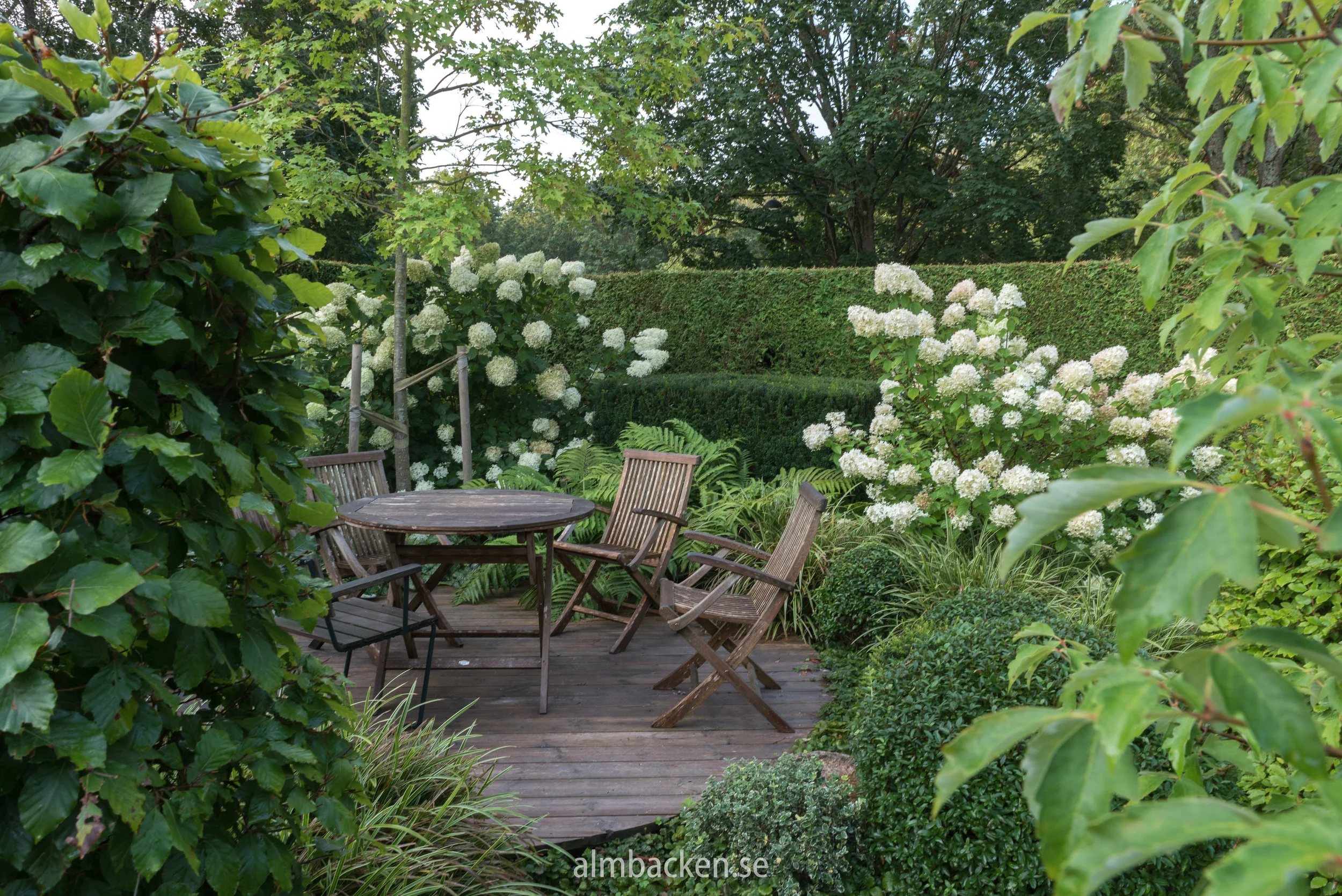 almbacken-syrenhortensia-limelightjpg