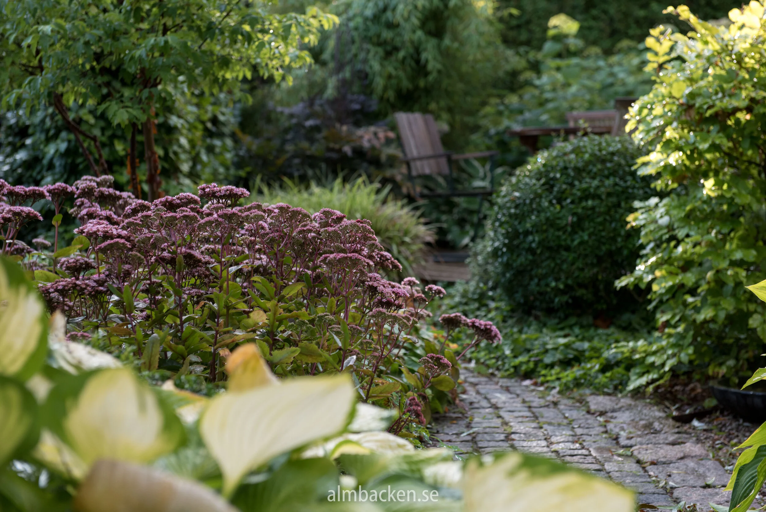 Kärleksört ‘Matrona’