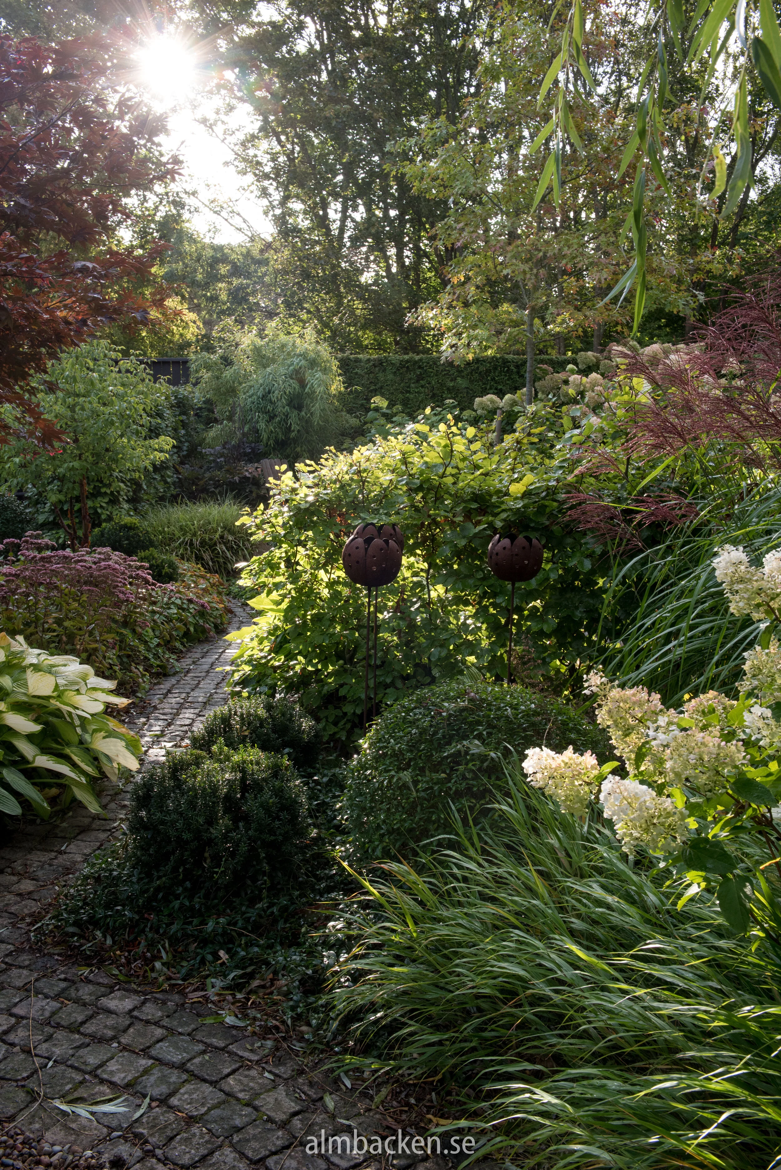 Hakonegräs, hortensia ‘Silver Dollar’, glansmiskantus sinensis ‘Malepartus’, hosta ‘Gold Standard’, idegransklot, ligusterklot