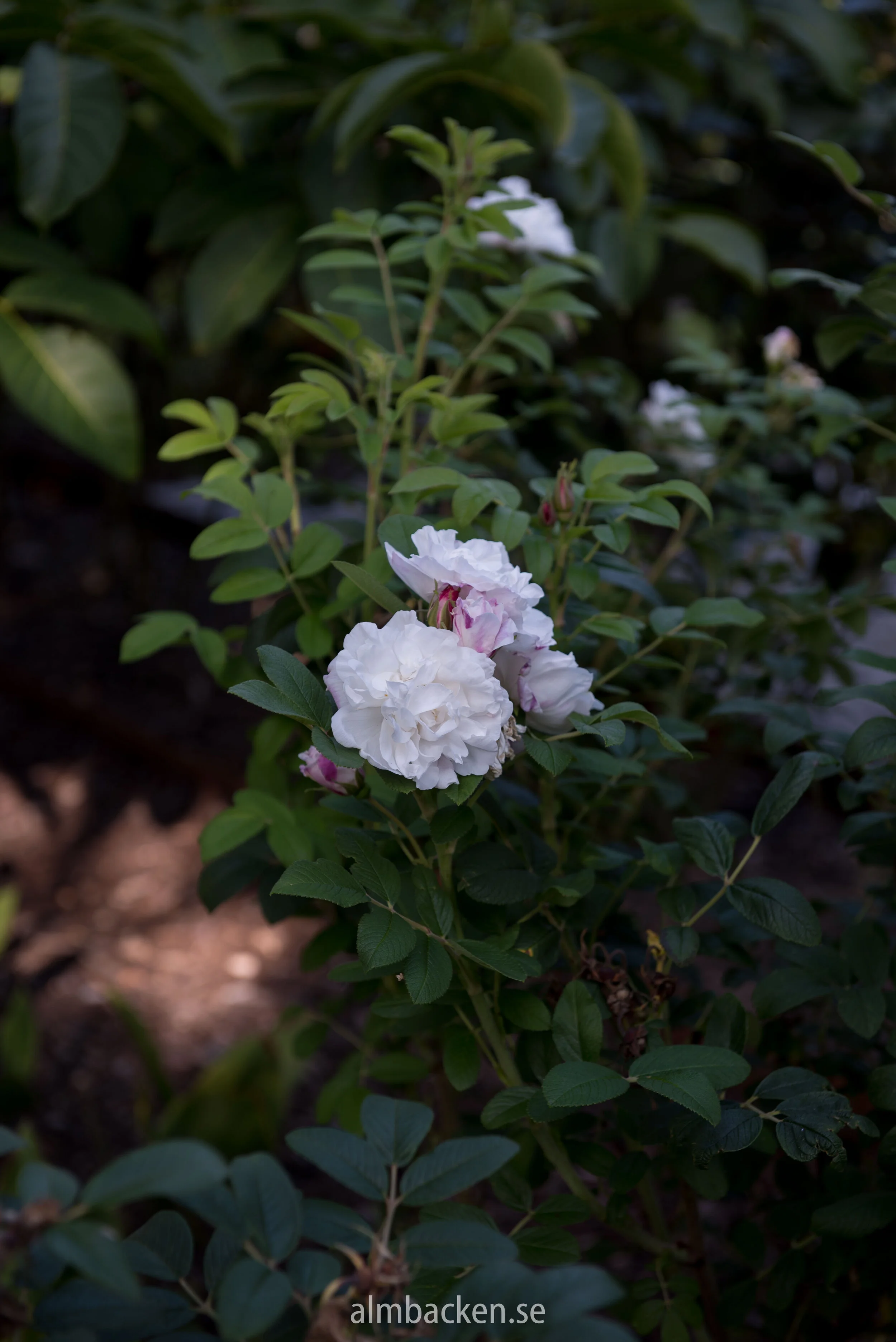 Rosa rugosa ‘Louise Bugnet’