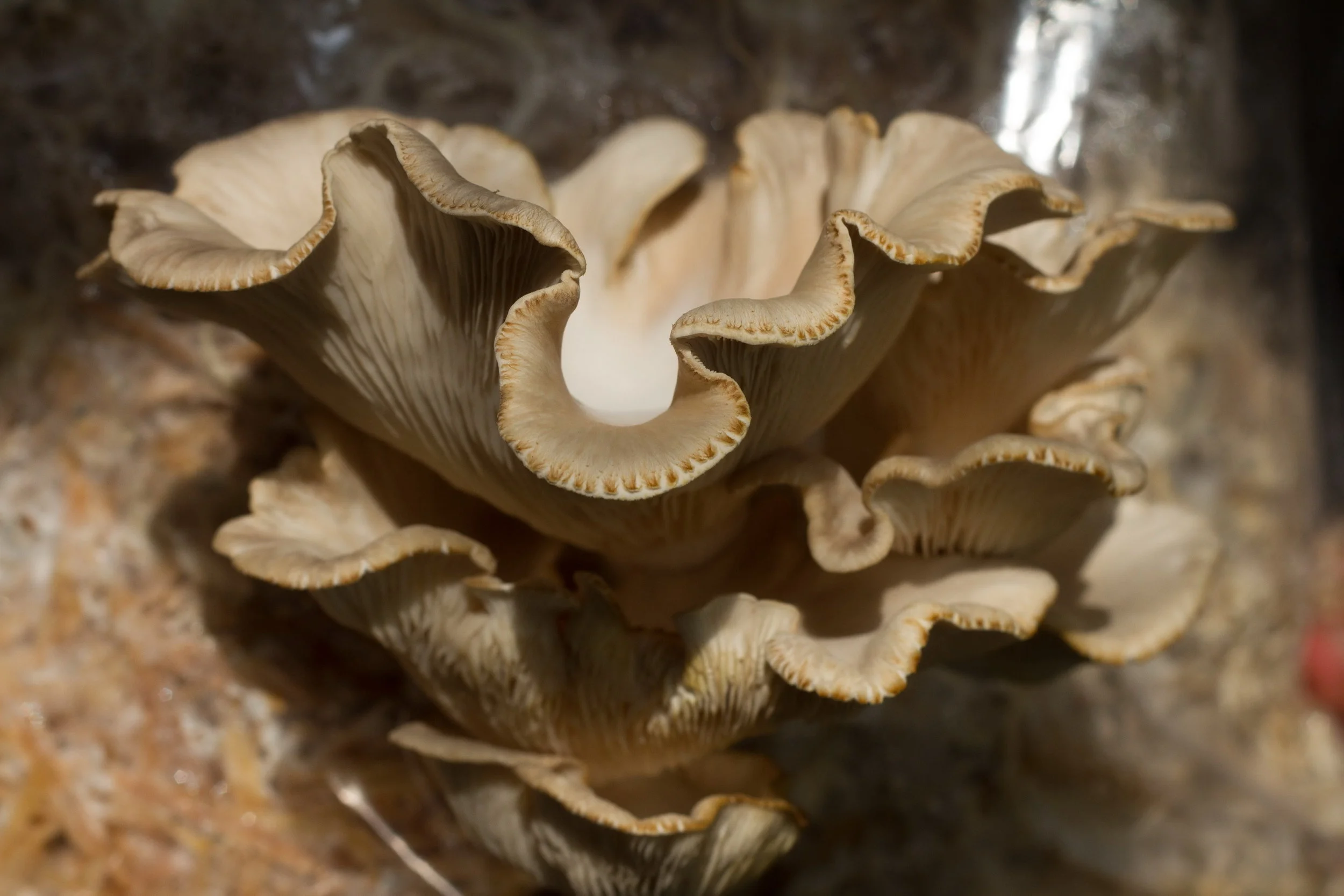 _MG_5512_1.jpg