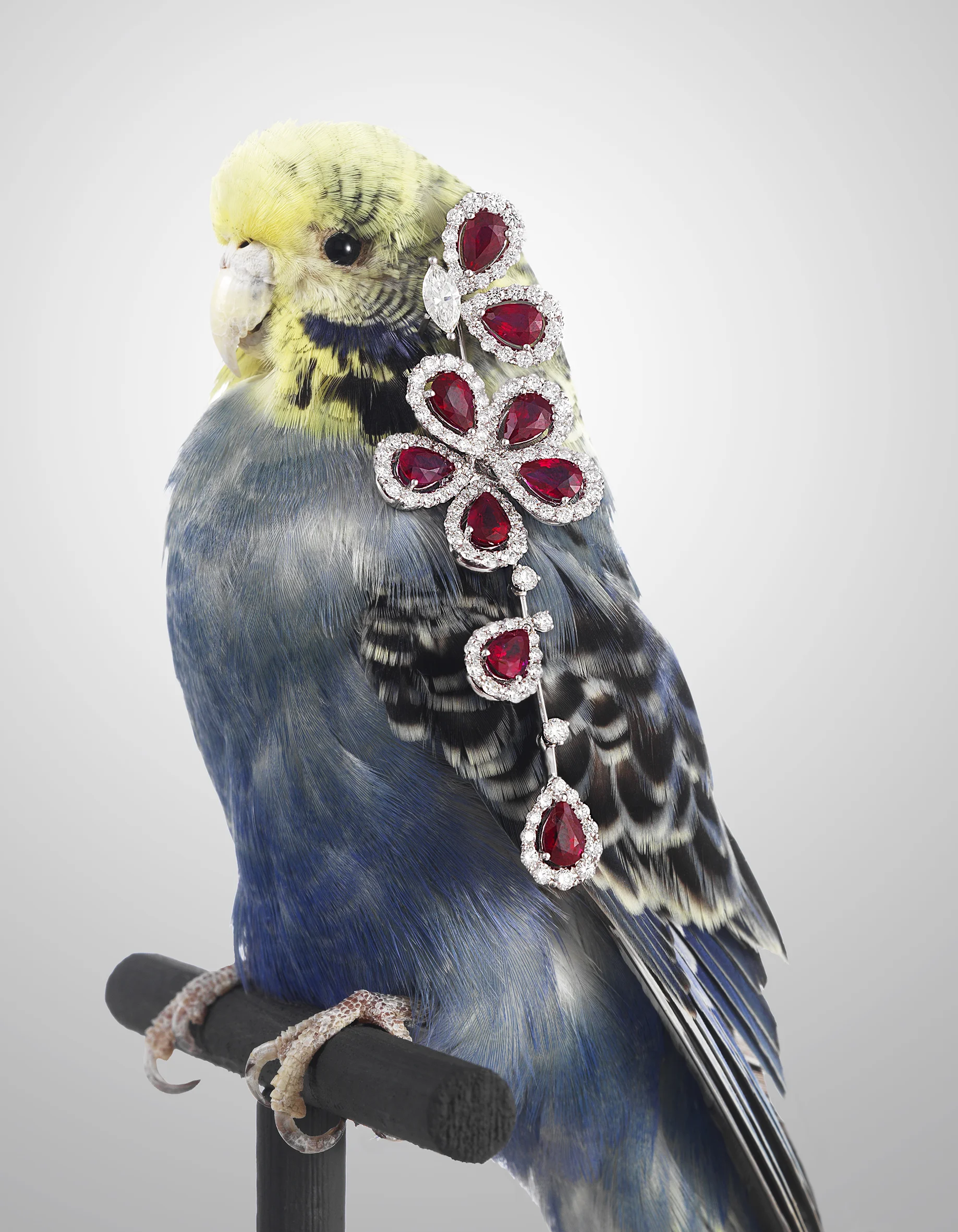 High Jewellery-budgey.jpg