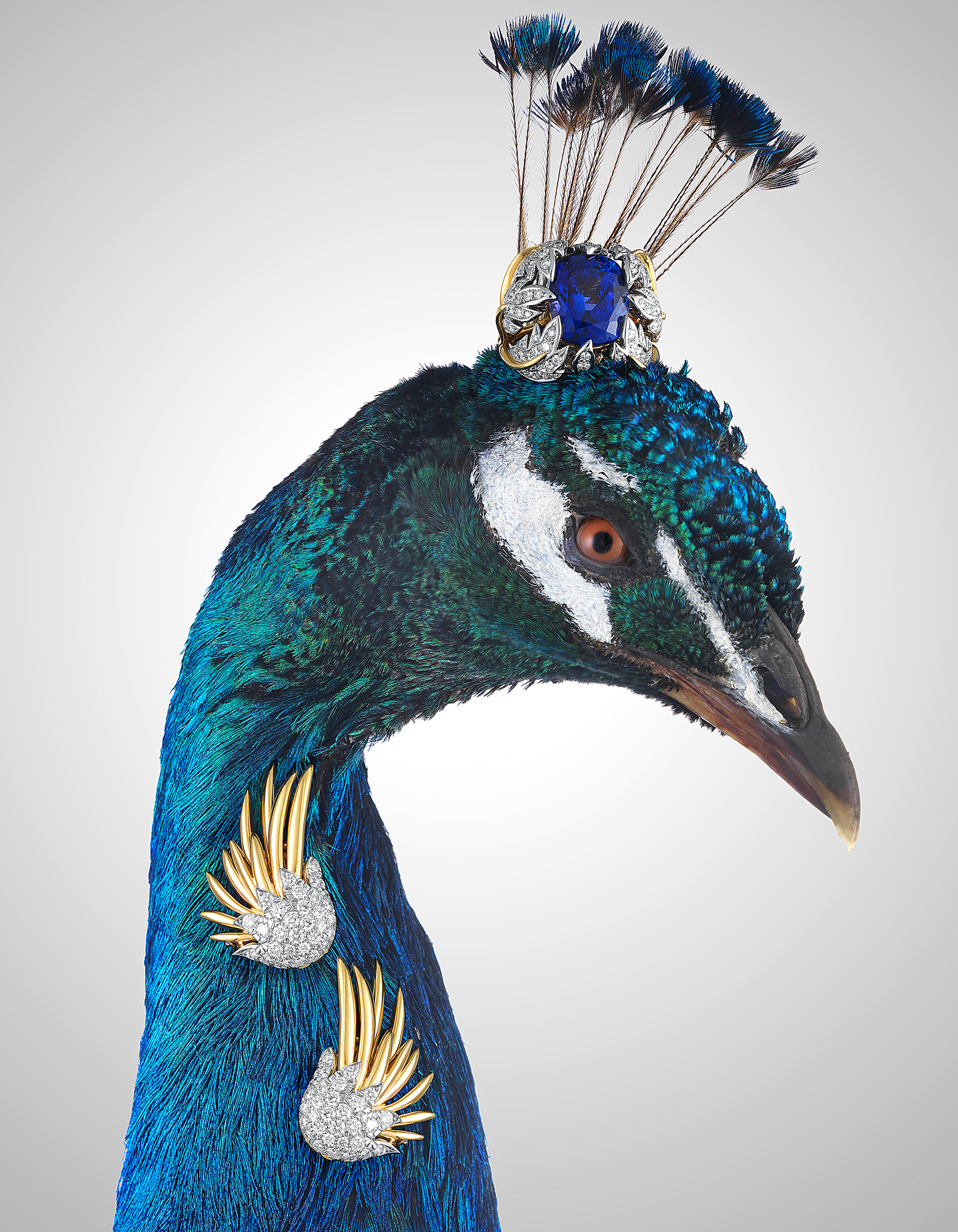 High Jewellery-peacock.jpg