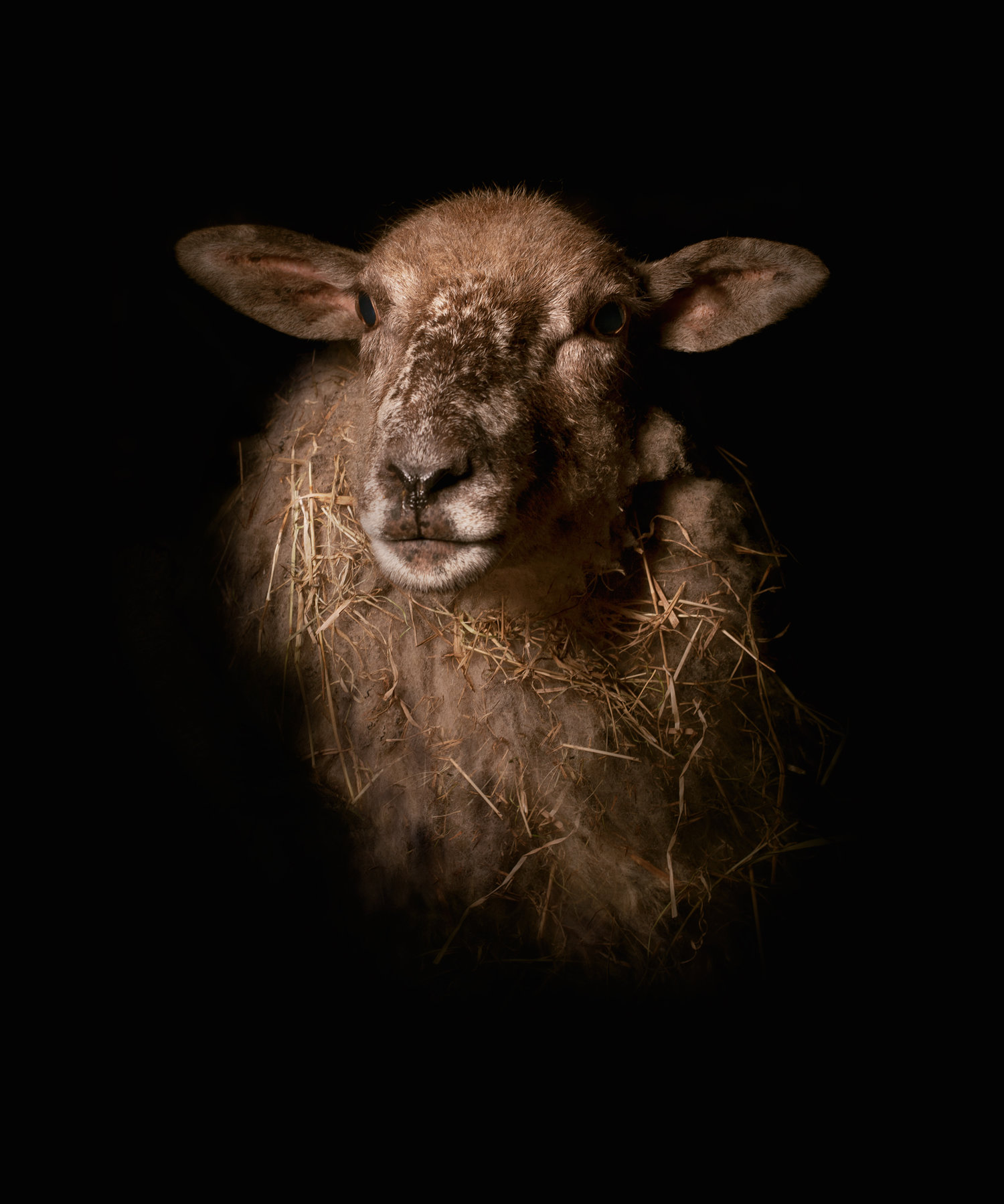 Lamb_2.jpg