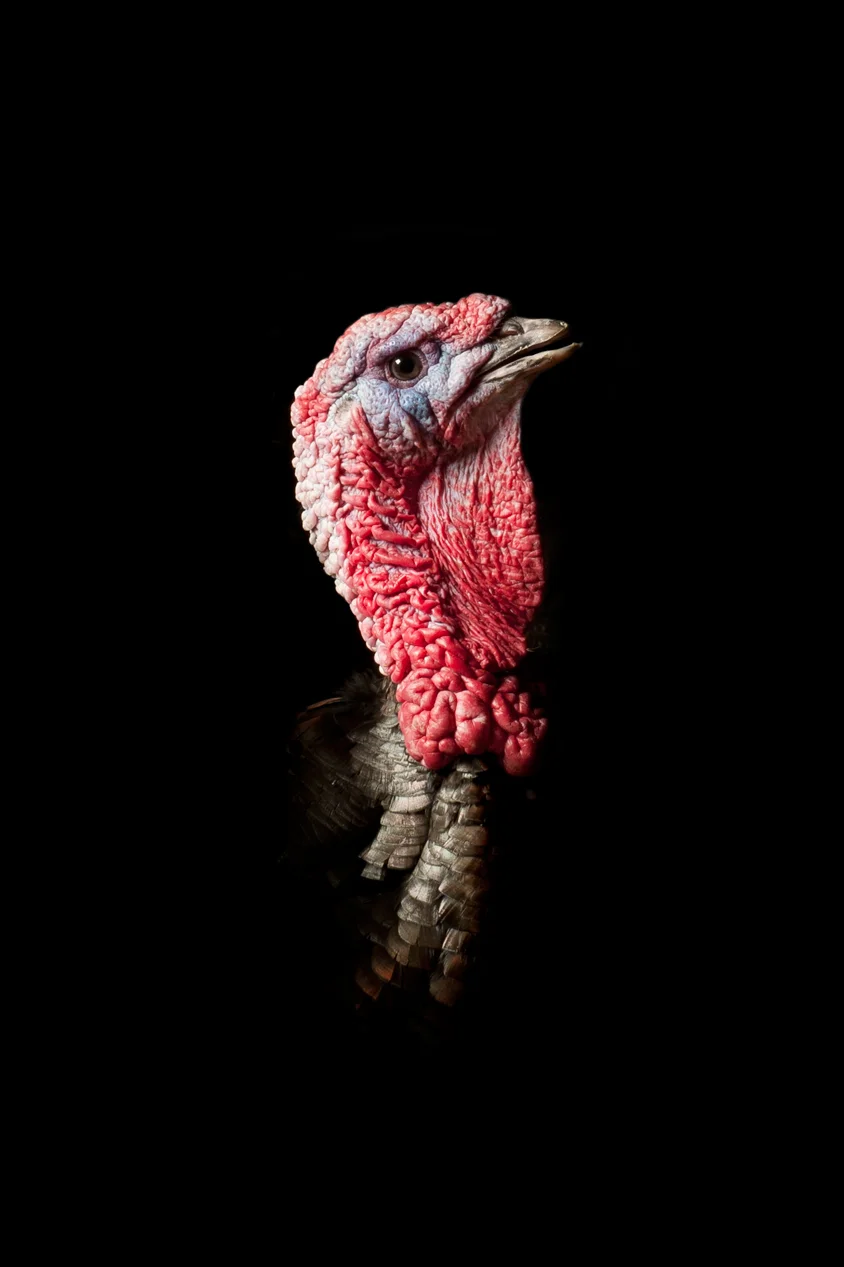 Tukey_1.jpg