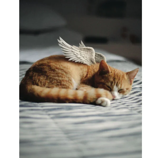 Sleeping orange tabby cat with illustrated angel wings, symbolizing pet loss