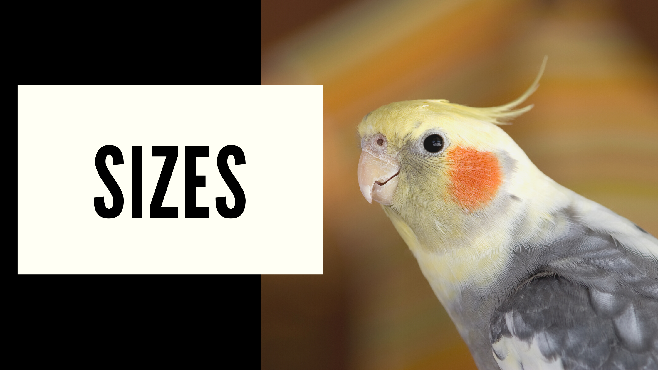 What Is Euthabag Euthabag Pet Body Bag