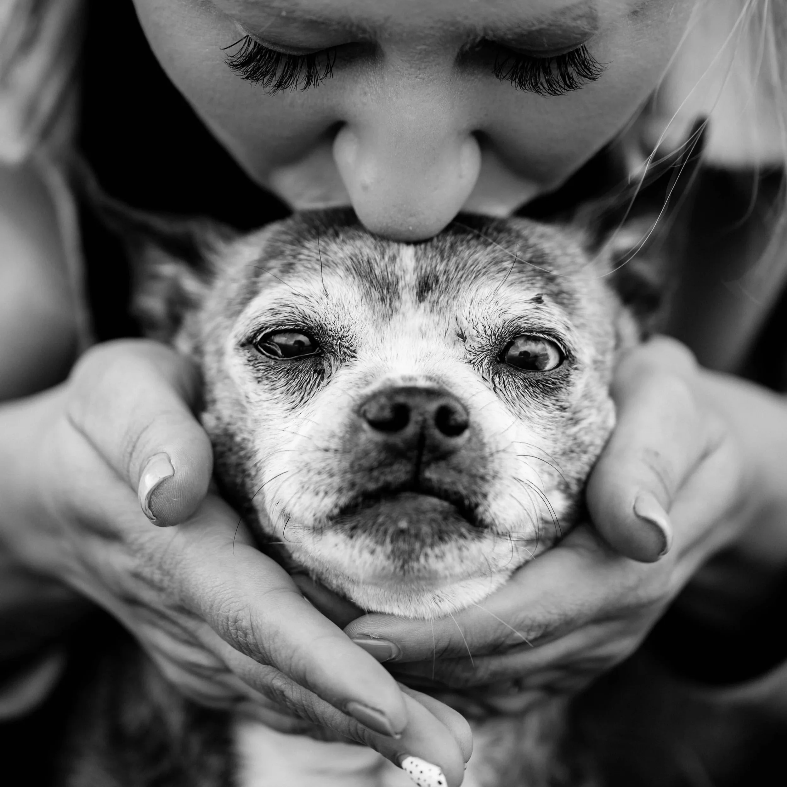 Pet Loss Support - Tools &amp; Resources To Help You Through Every Step 