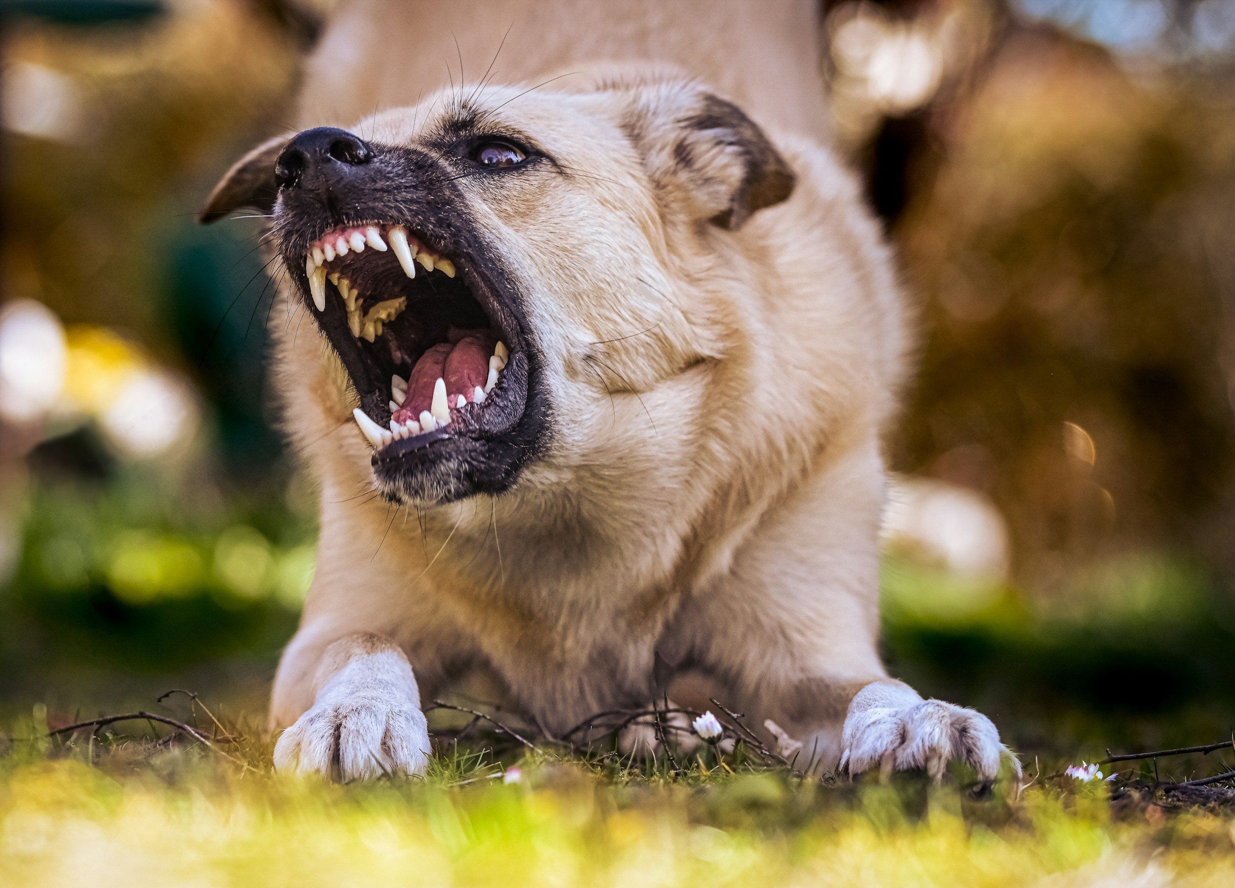 Dog displaying fear-related defensive behavior