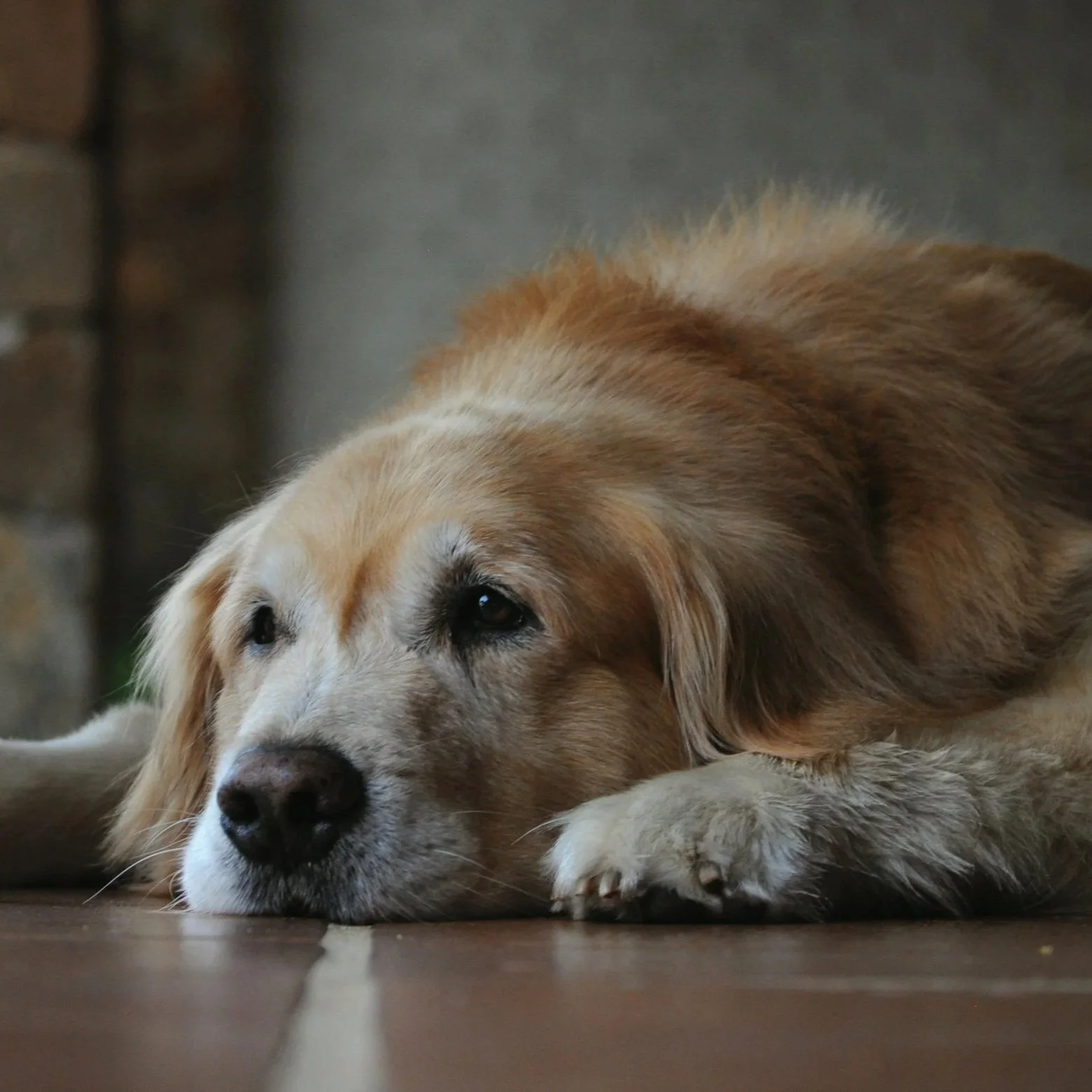 How Do You Know When It’s Time to Euthanize Your Dog or Cat?