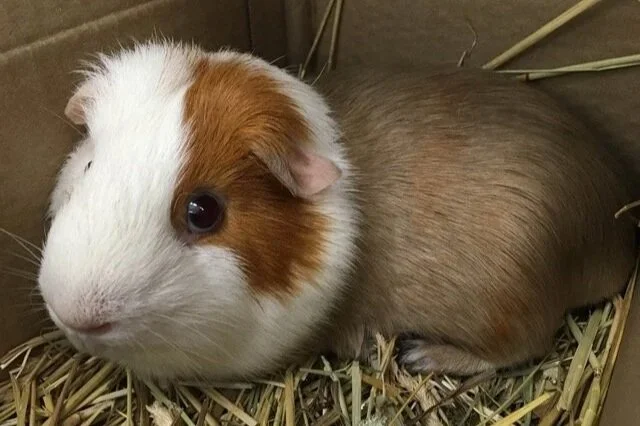 A brown and white guinea pig