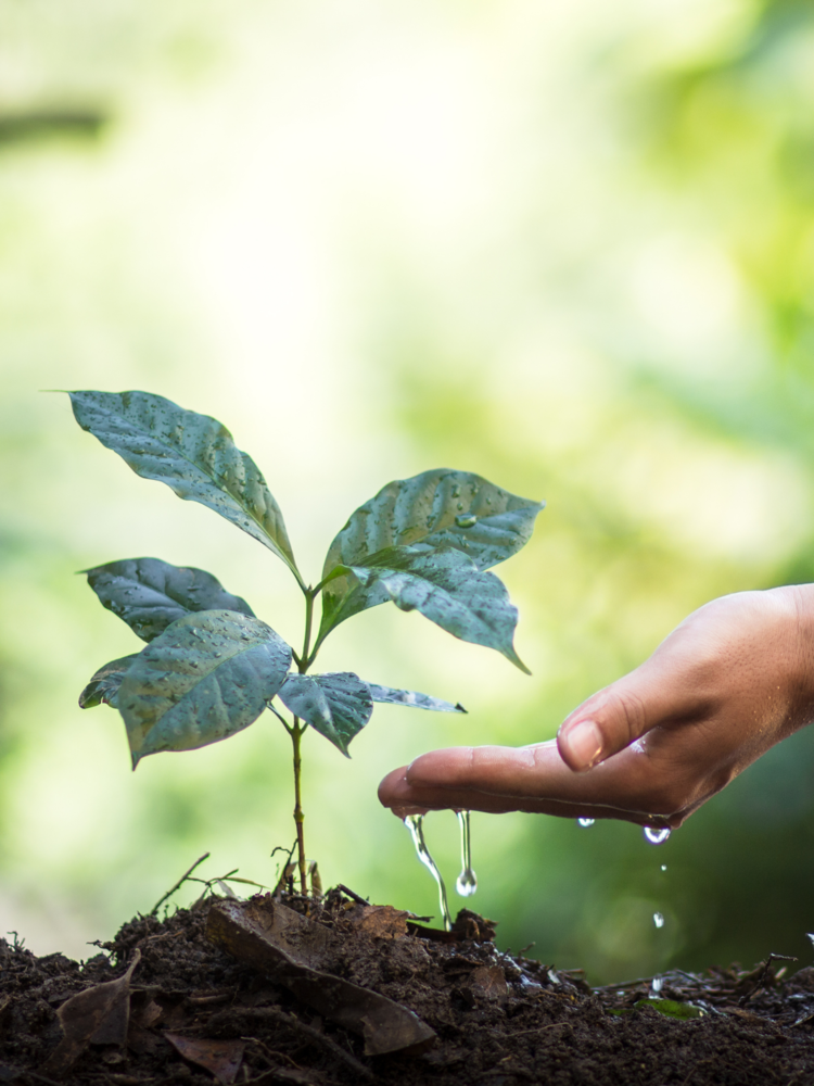 Hand watering a newly planted tree.